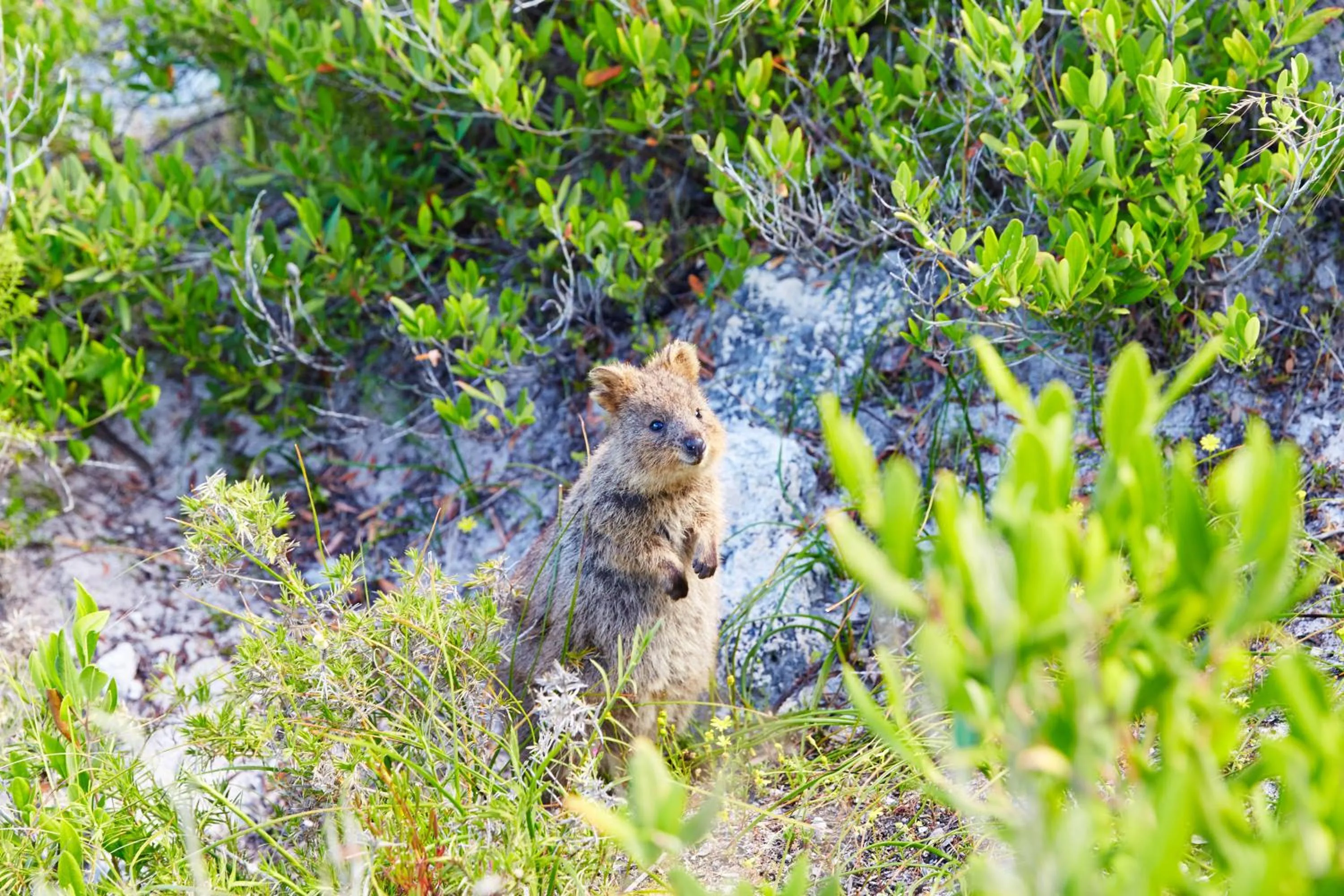 Animals in Stay Rottnest