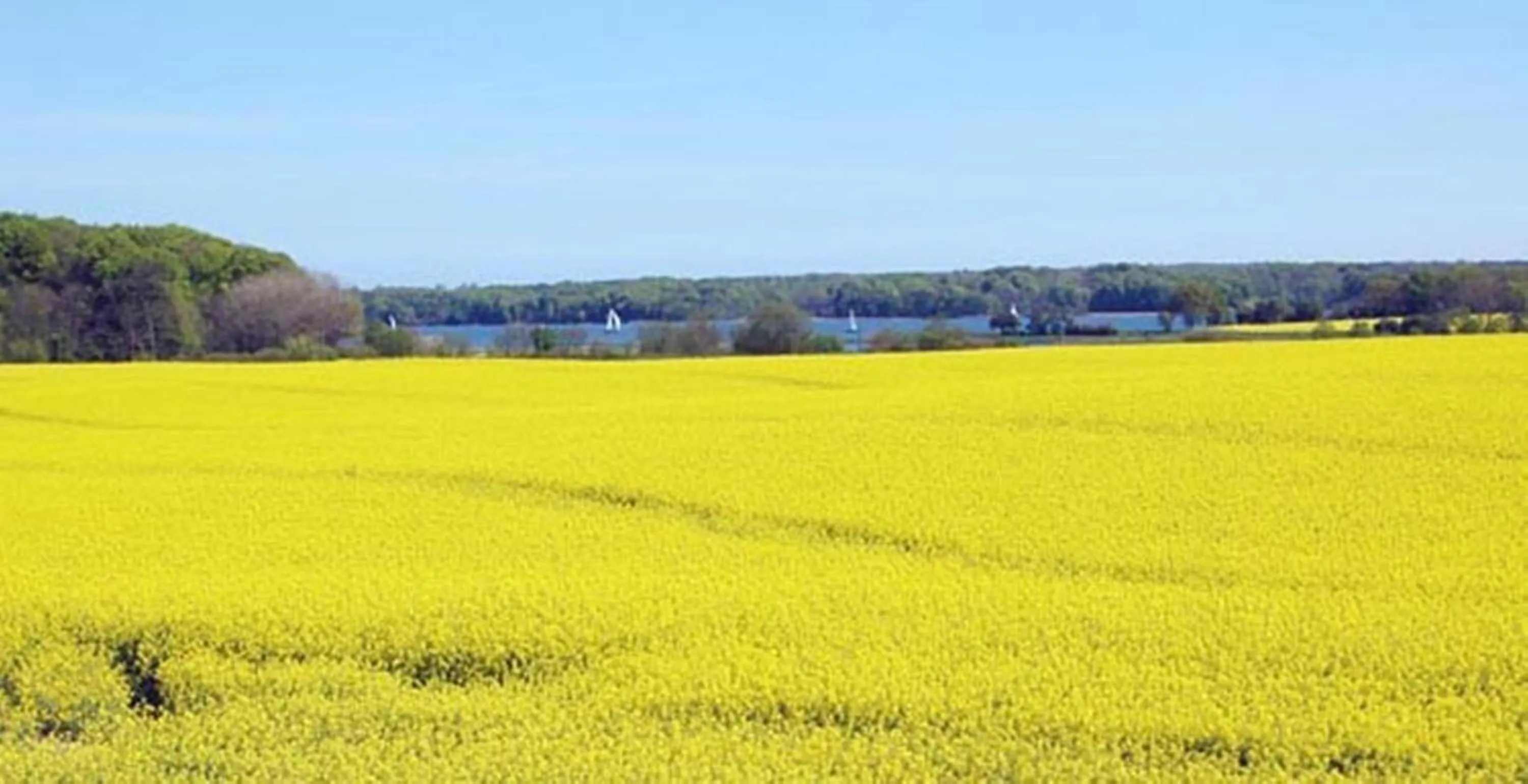 Natural landscape in Angler Hof