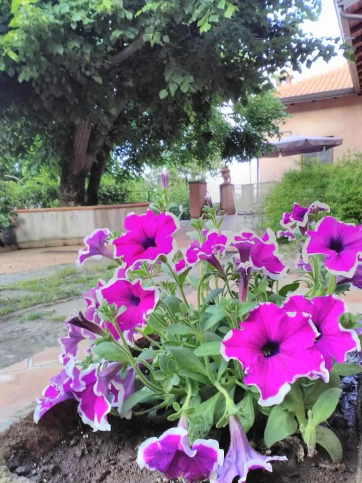 La corte di Bafè B&B "Slow Life"