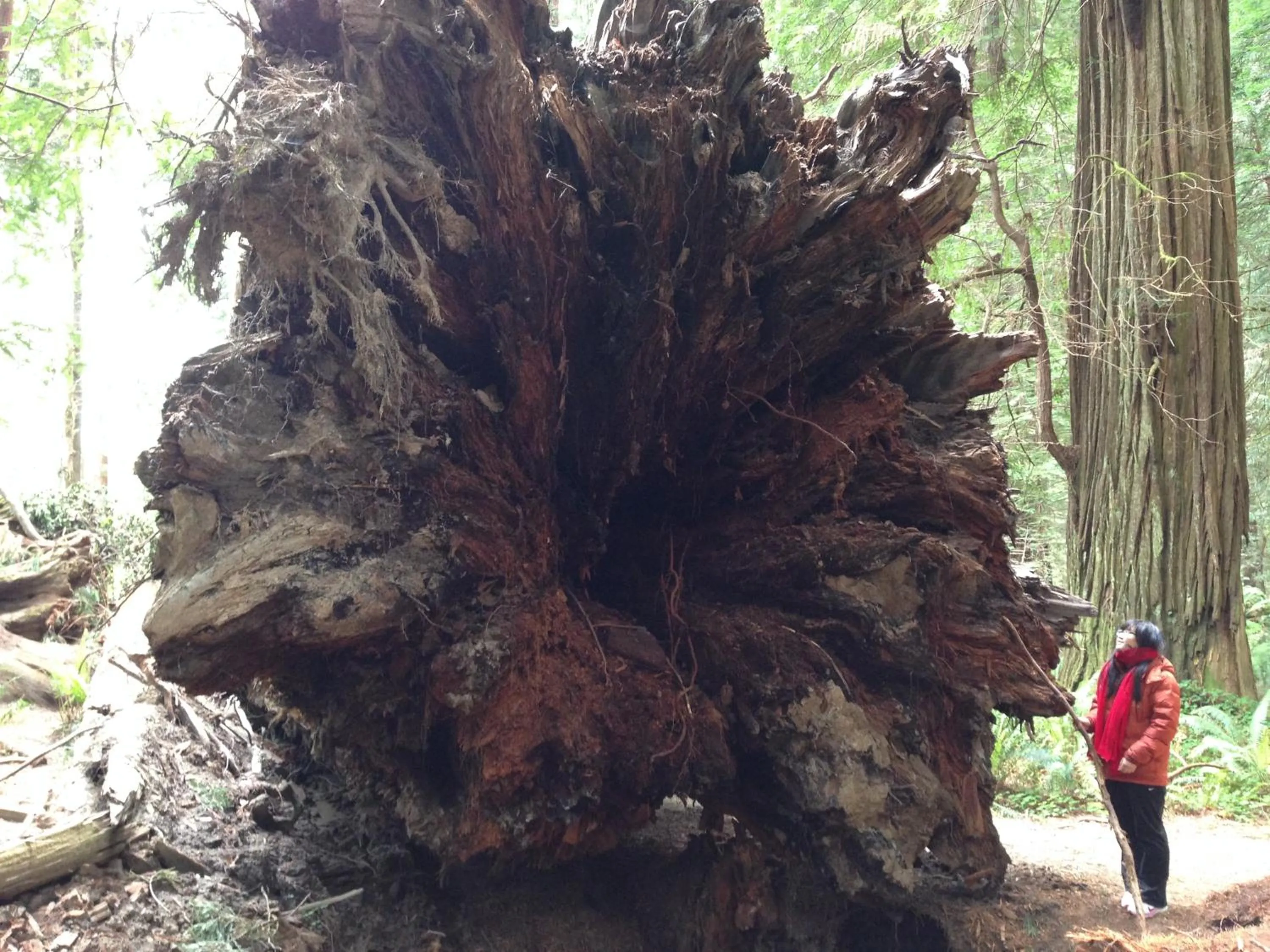 Area and facilities in Redwood Inn