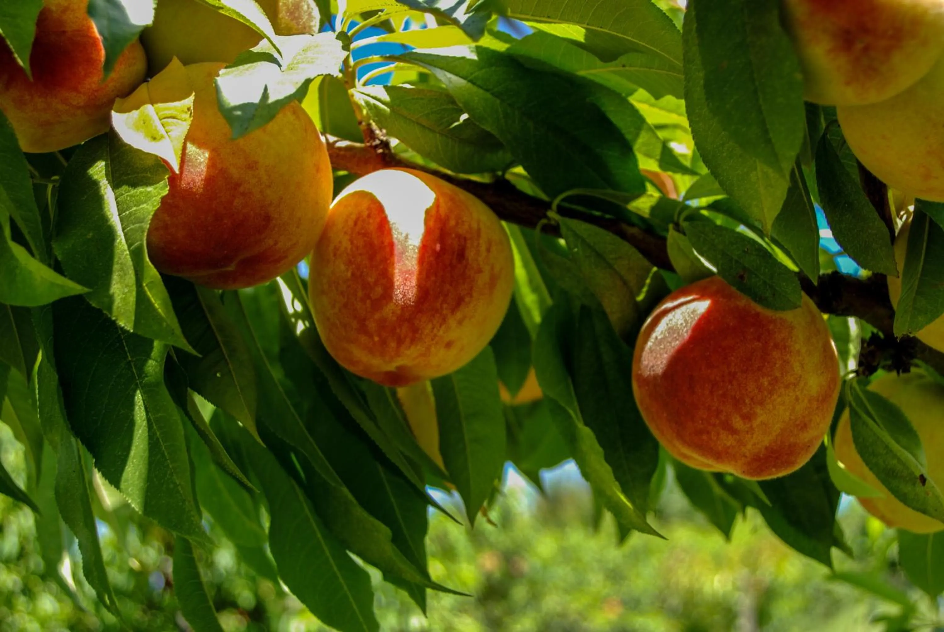 Nearby landmark in Pesaulhé