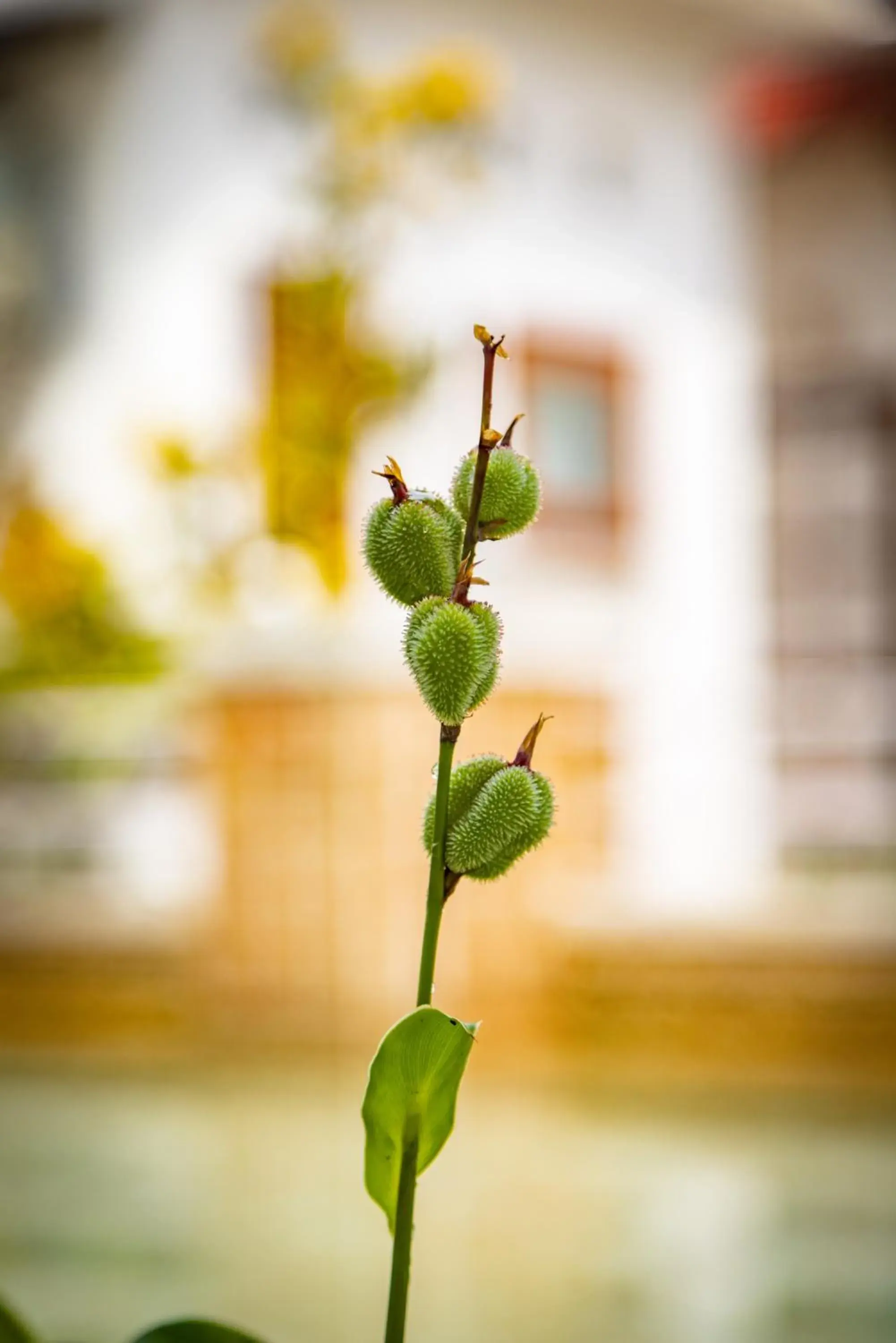 Garden view in Family Hotel Gradia 1 Garden view in Family Hotel Gradia 1