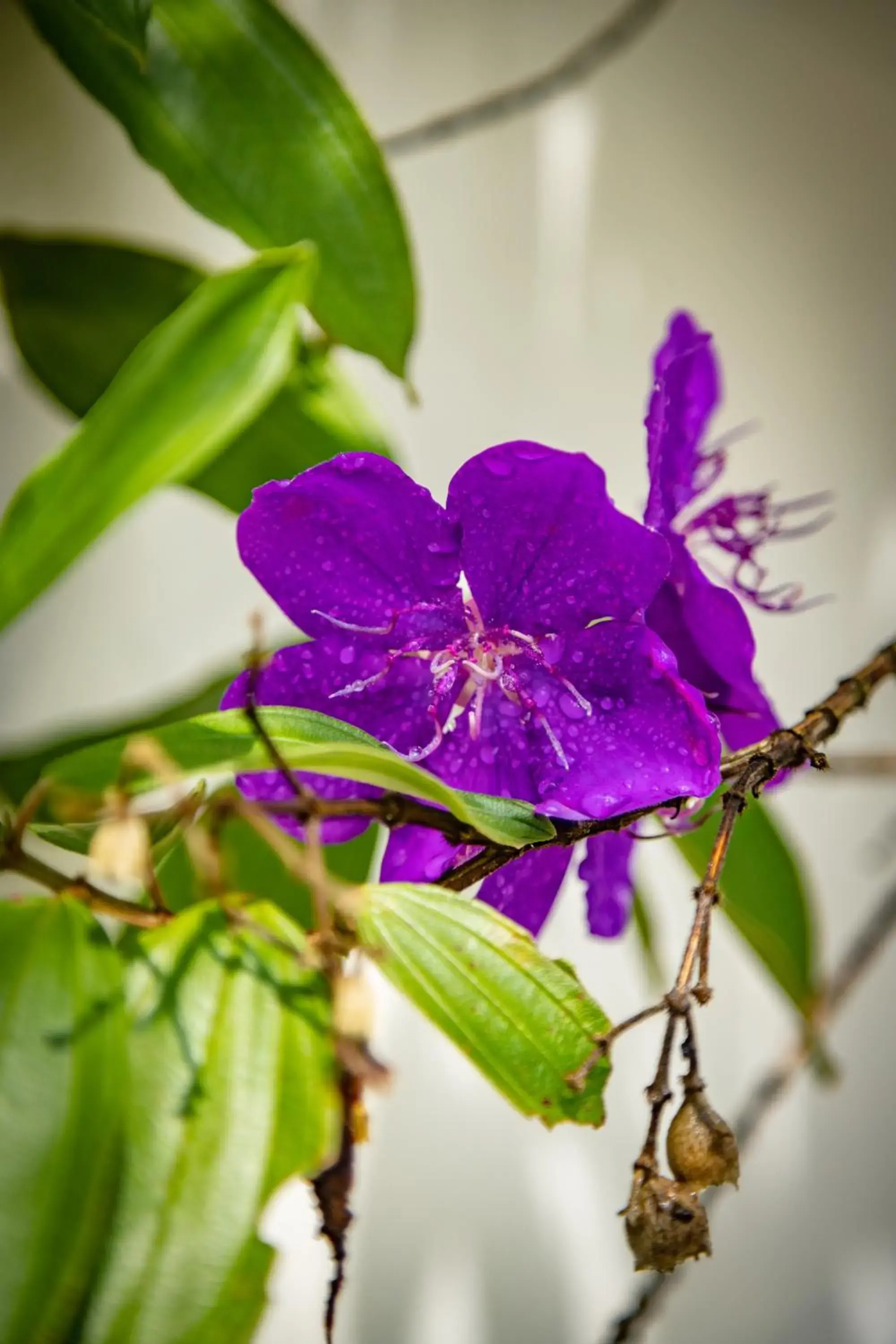 Garden view in Family Hotel Gradia 1 Garden view in Family Hotel Gradia 1