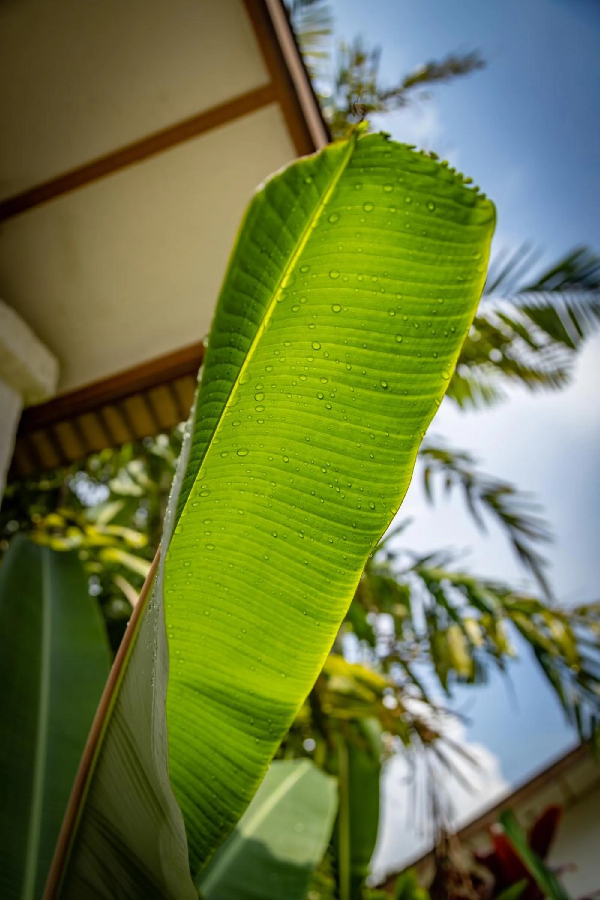 Garden view in Family Hotel Gradia 1