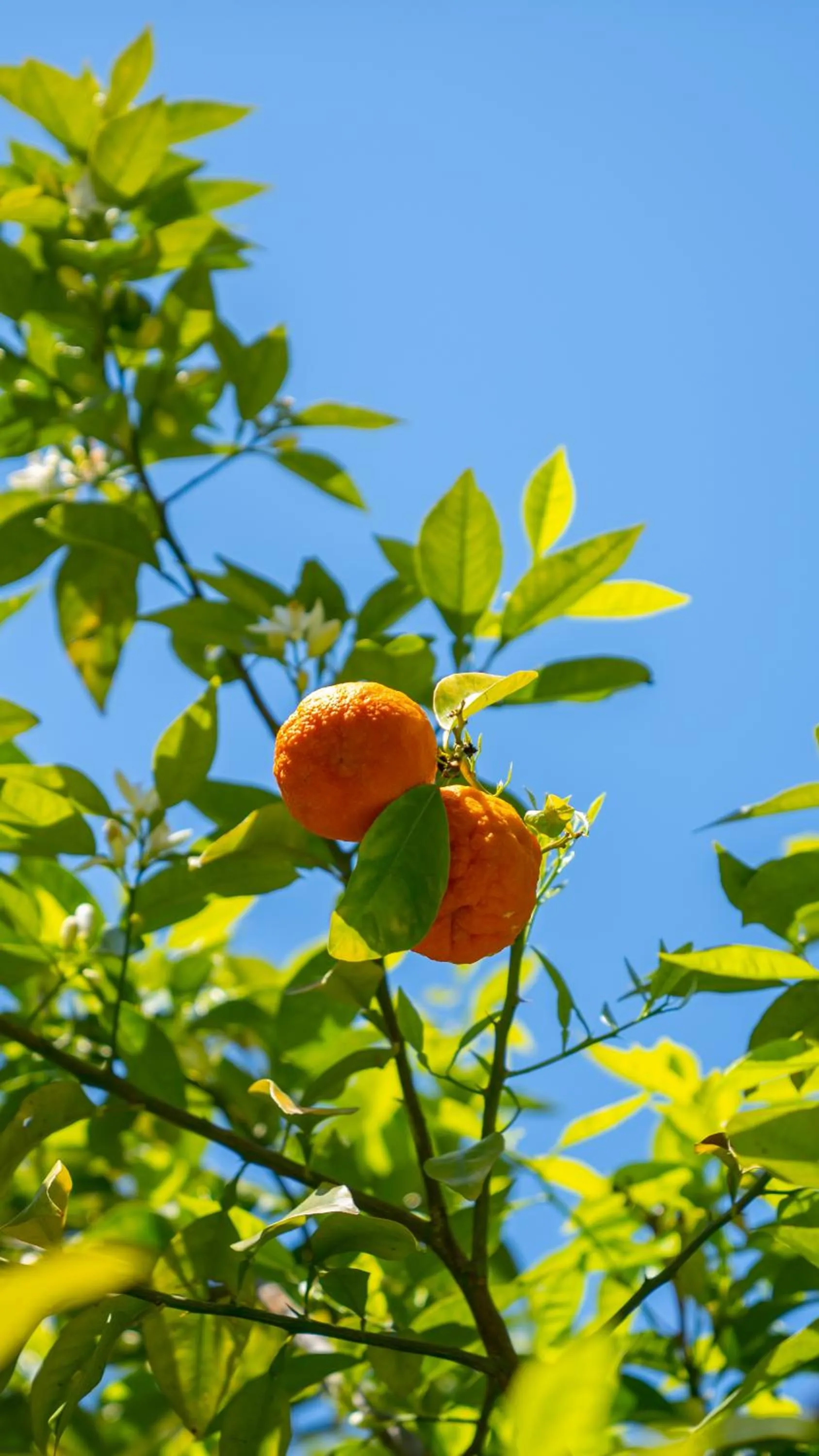 Garden in Eldar Resort Hotel
