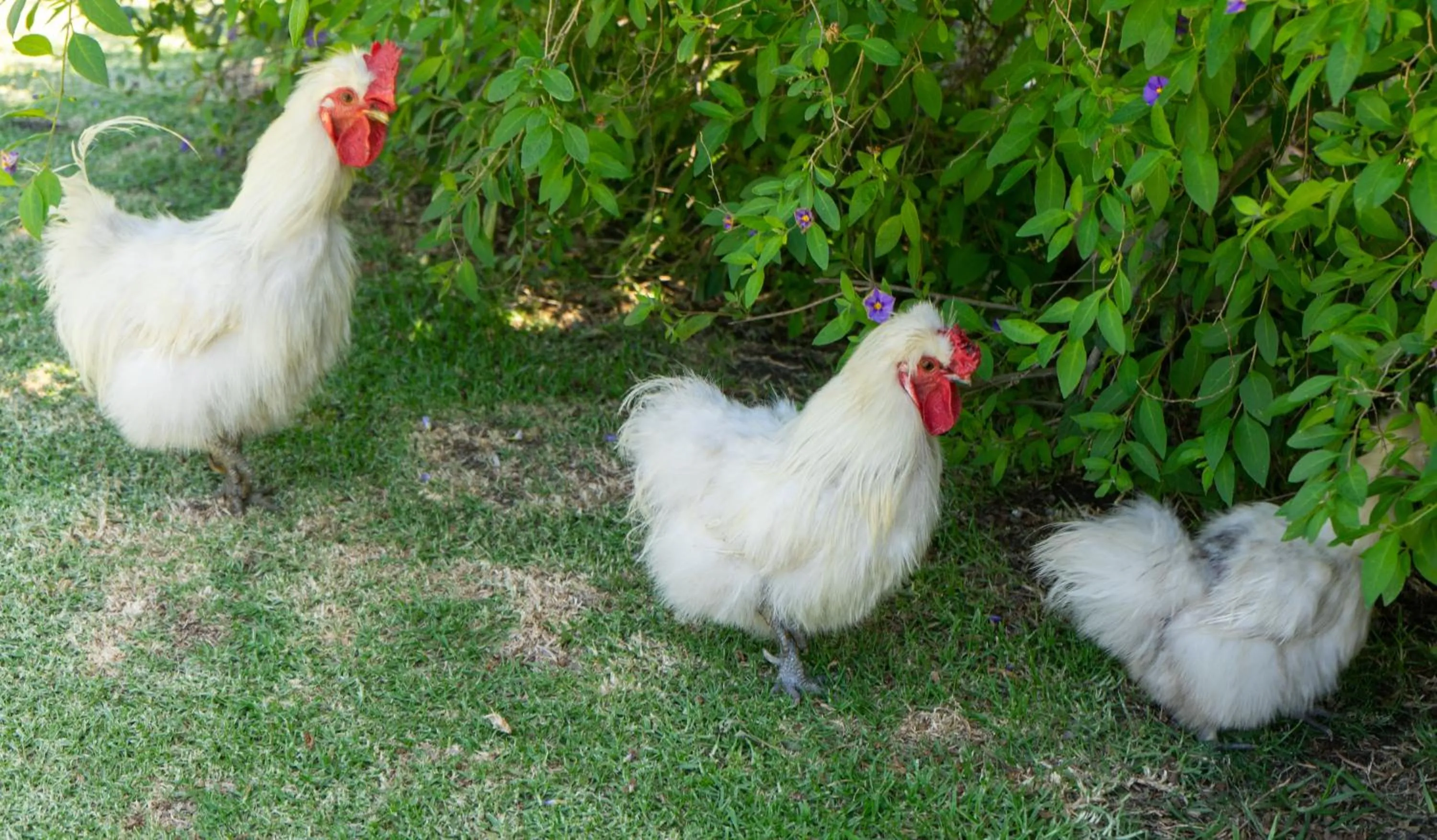 Animals in Voelroepersfontein