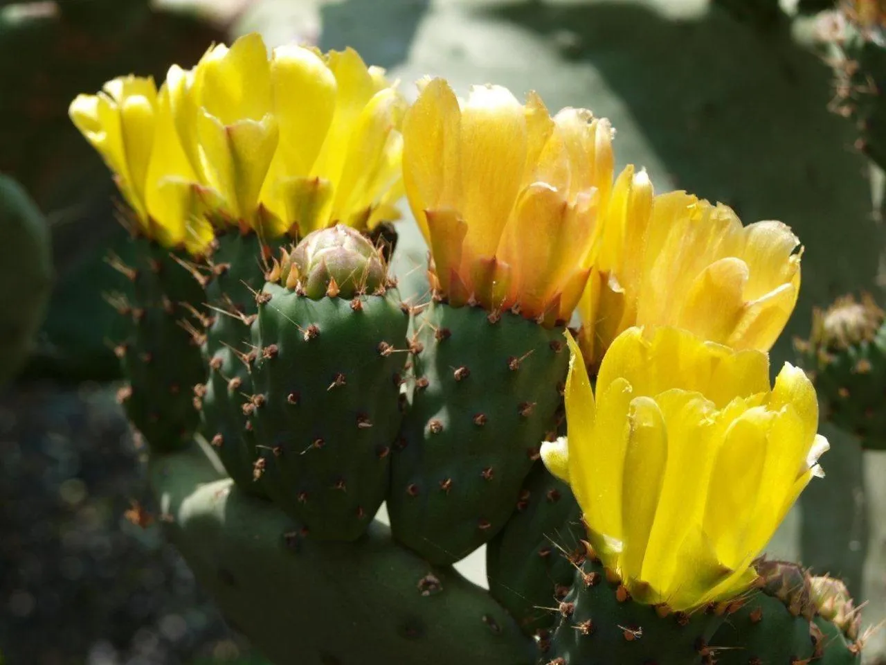 Garden in B&B The Sunset