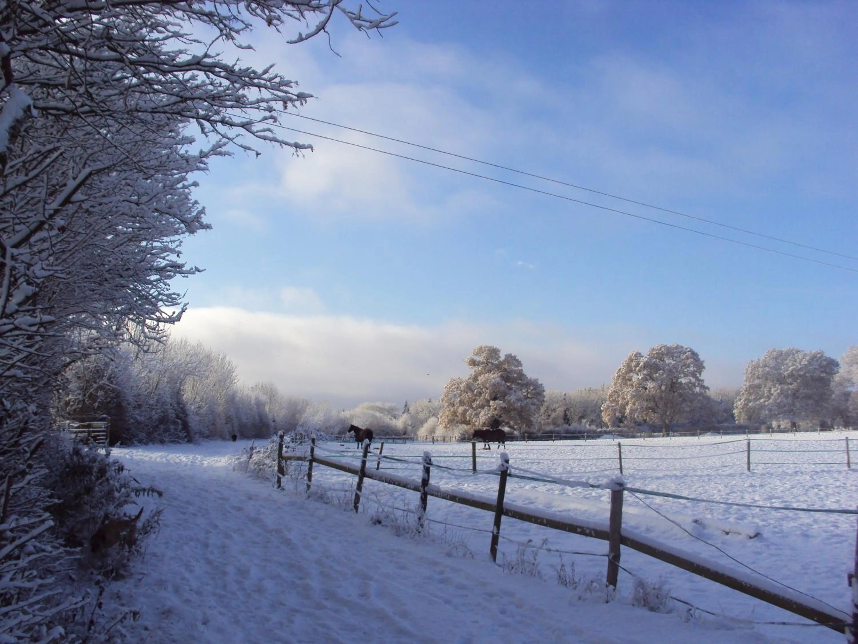 View (from property/room) in New Forest Lodges