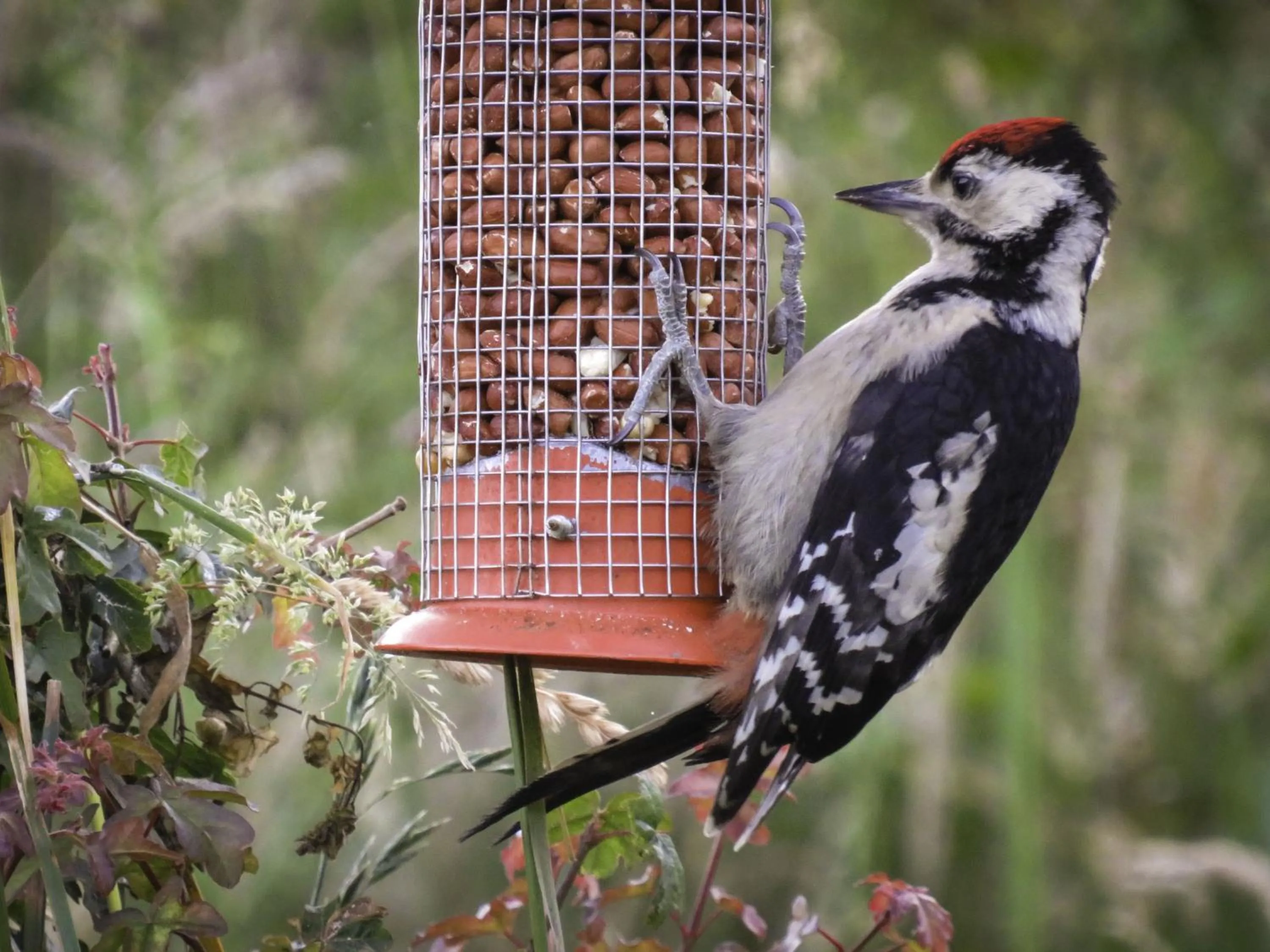 View (from property/room) in New Forest Lodges
