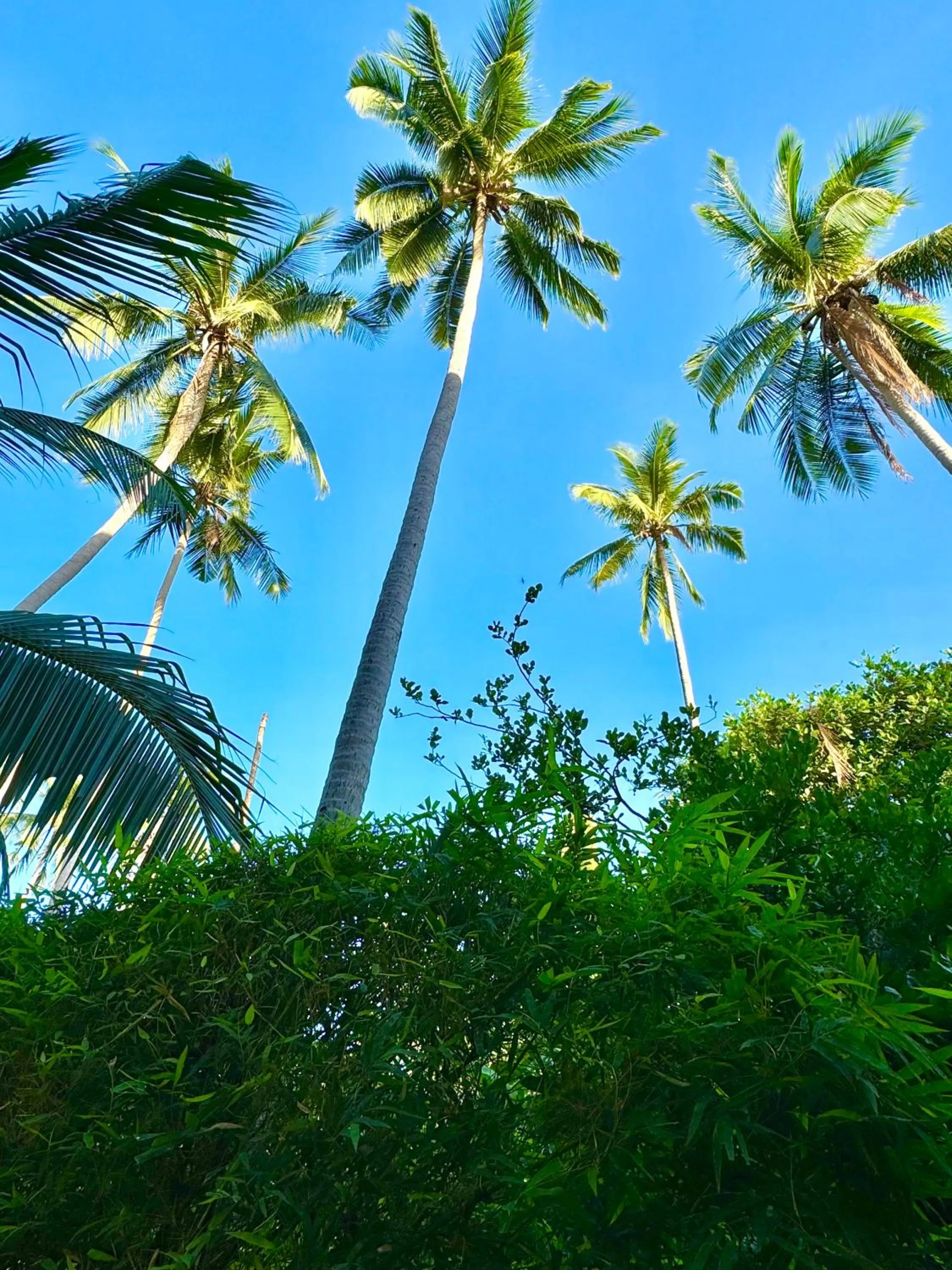 Garden view in Chaweng Noi Residence