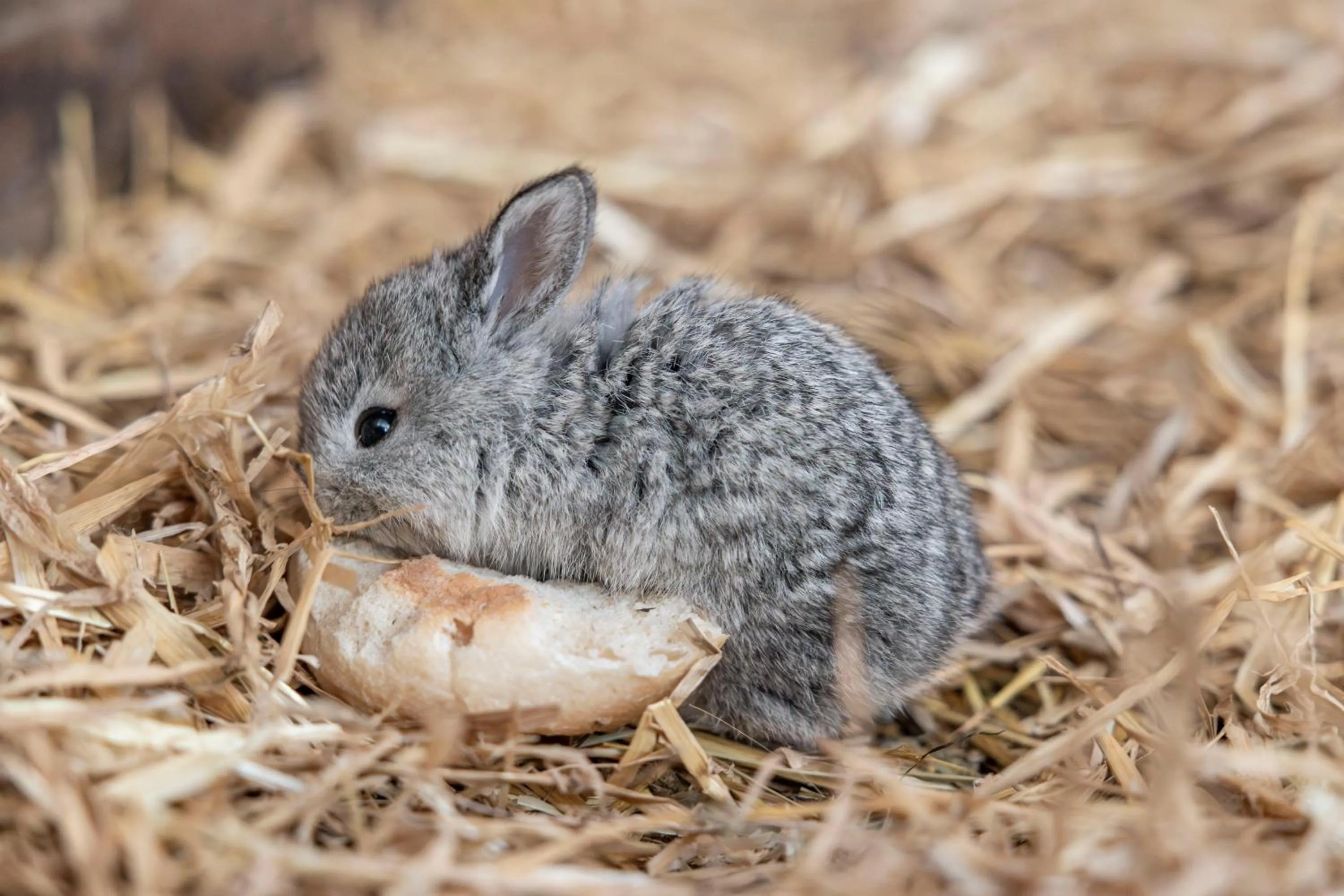 Animals in LAUDEGGHOF Ladis