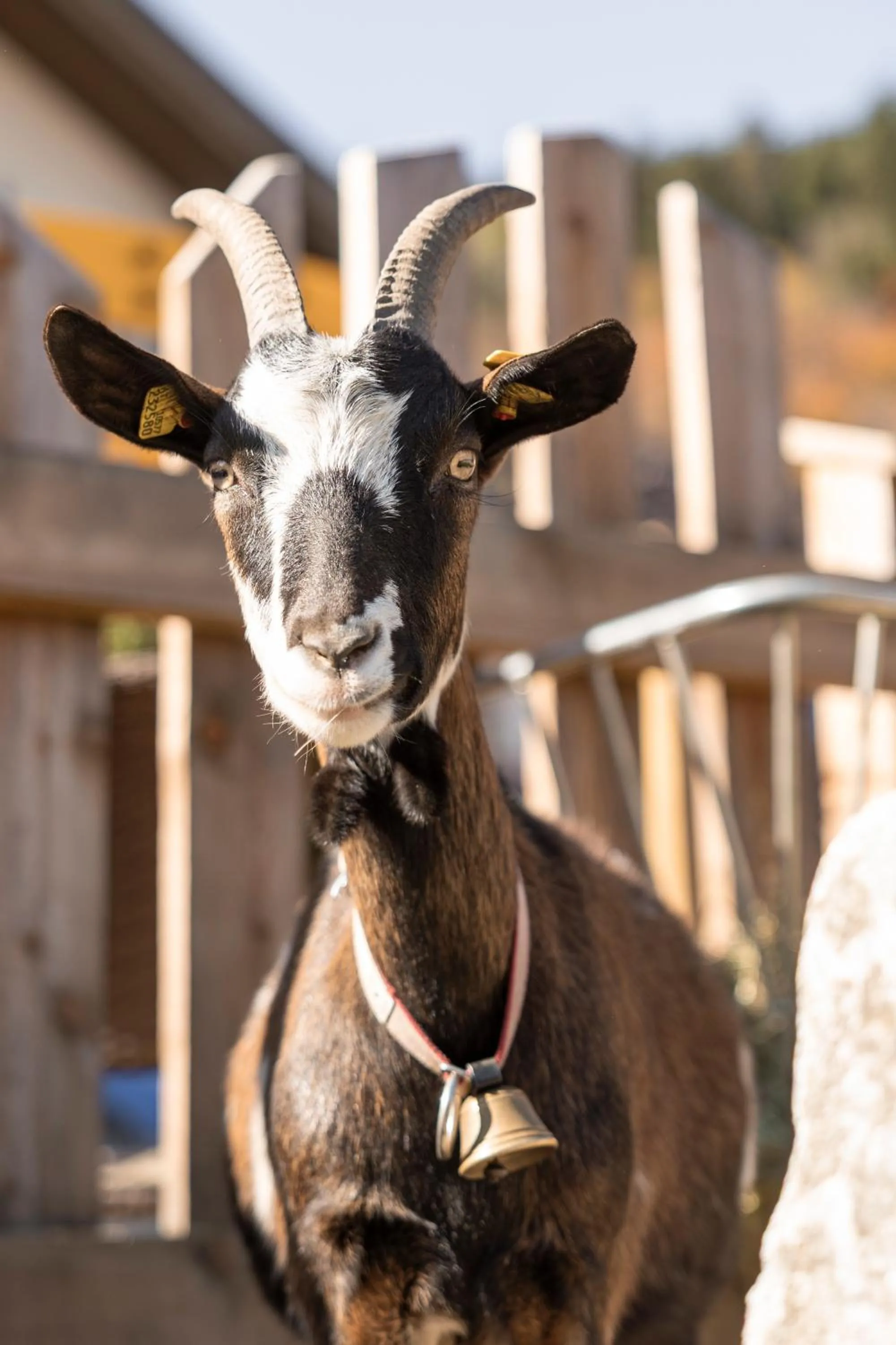 Animals in LAUDEGGHOF Ladis