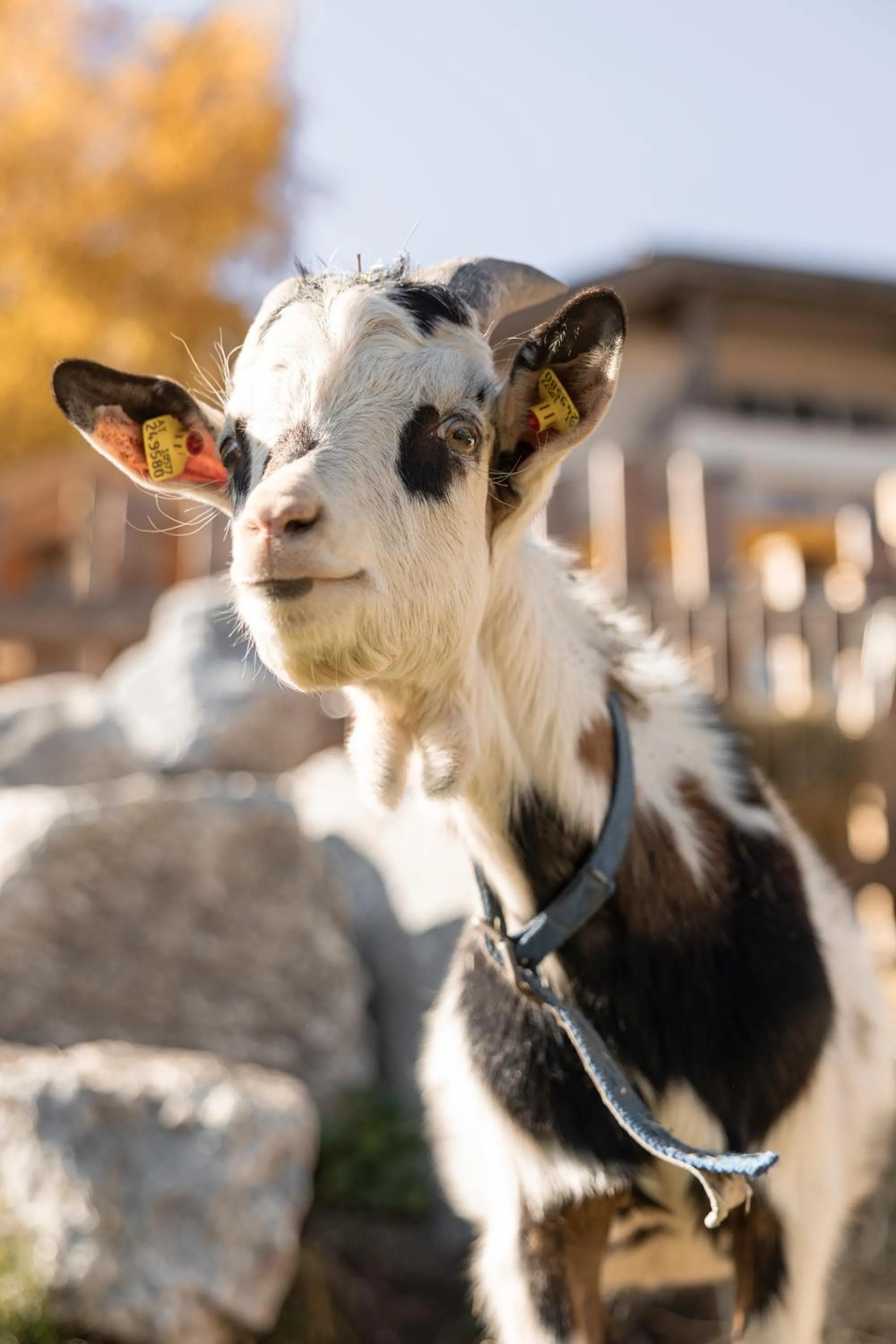 Animals in LAUDEGGHOF Ladis