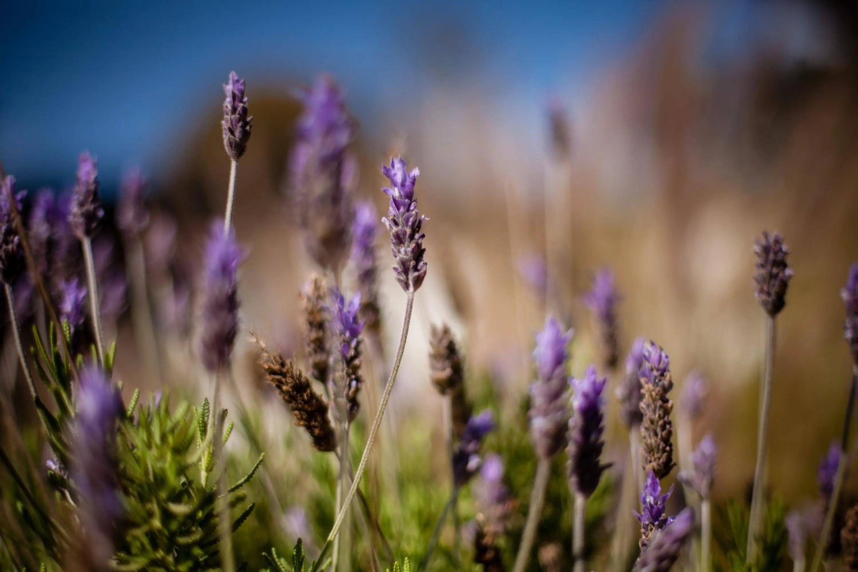 Garden in Hotel Boutique Casadoca