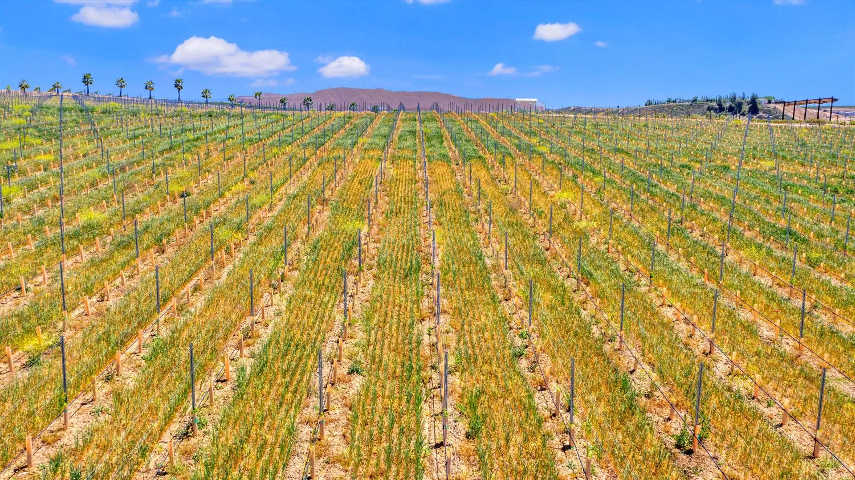 Natural landscape in Hampton Inn & Suites by Hilton Hemet Menifee Murrieta