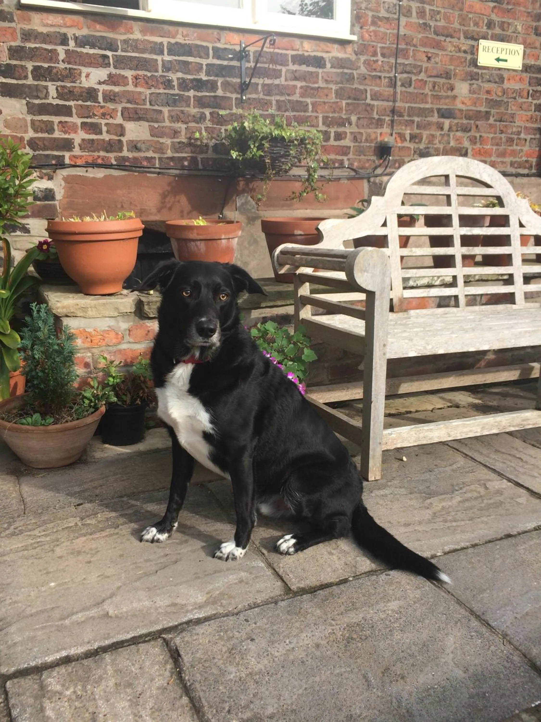 Pets in Pickmere Country House