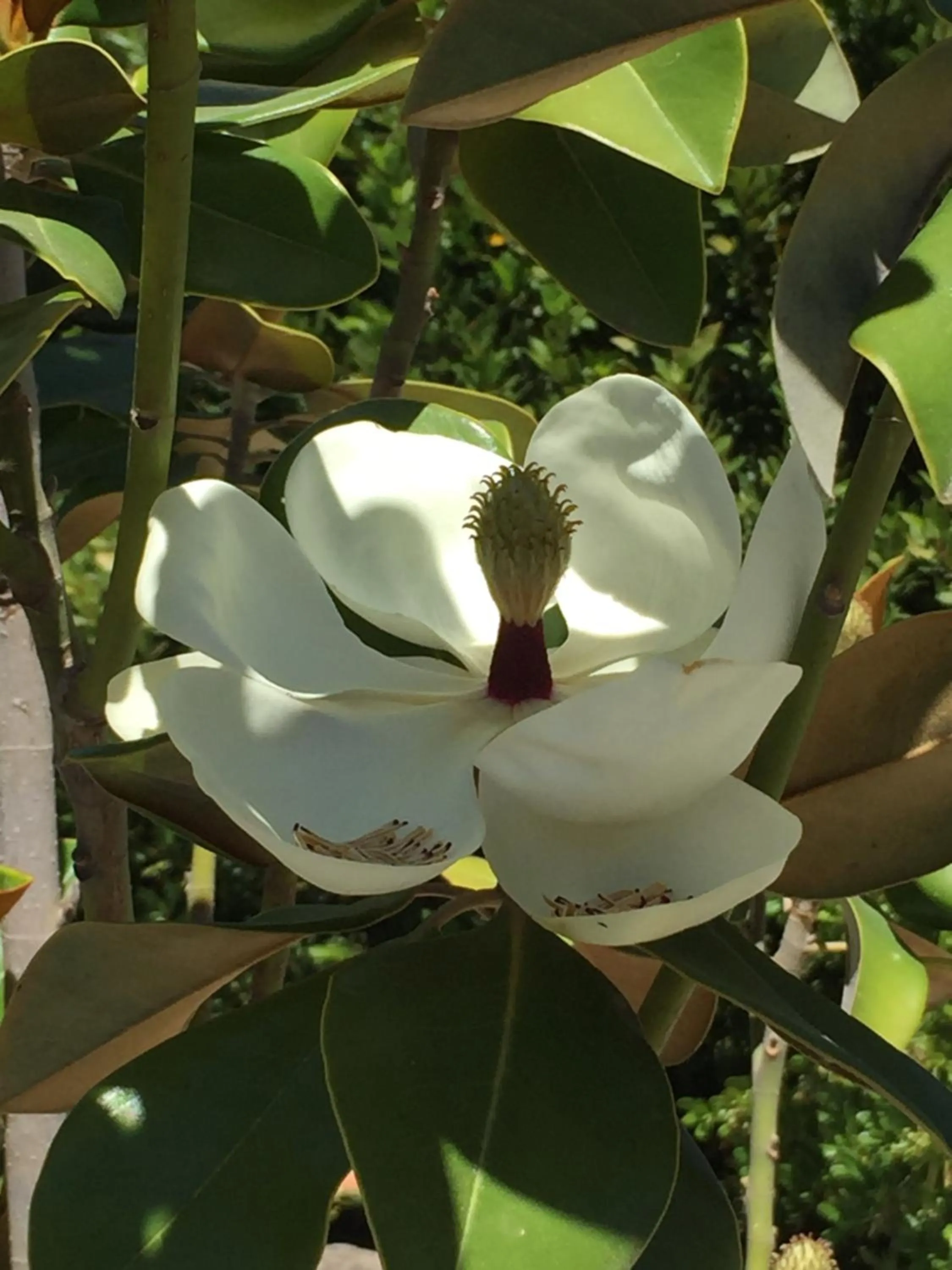 Garden in Casa Baliza, adults only