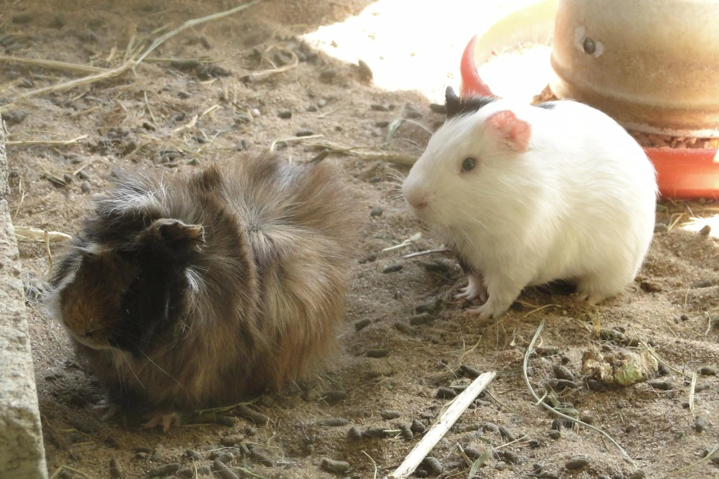 Decorative detail in Hotel Serra Everest