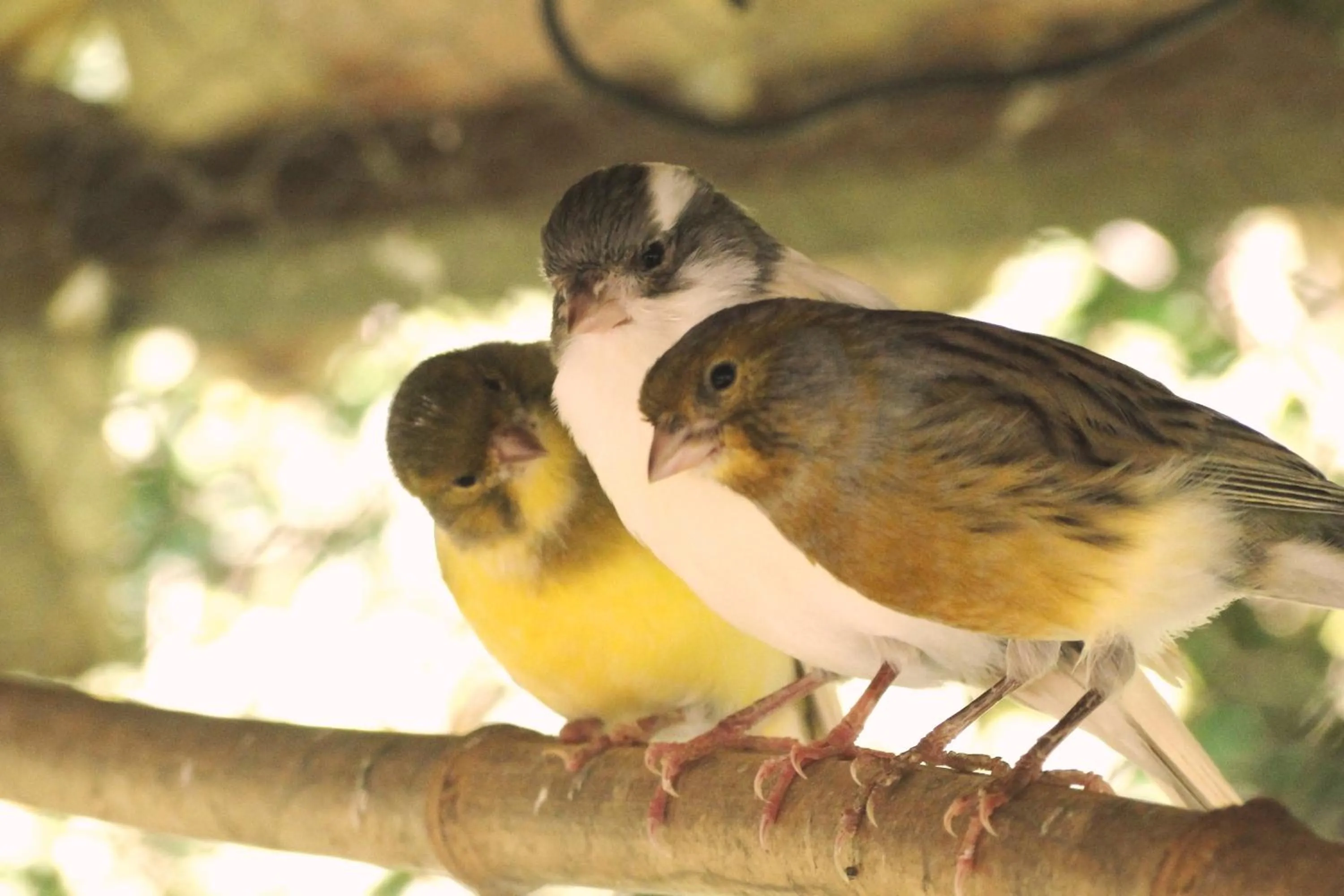 Decorative detail in Hotel Serra Everest