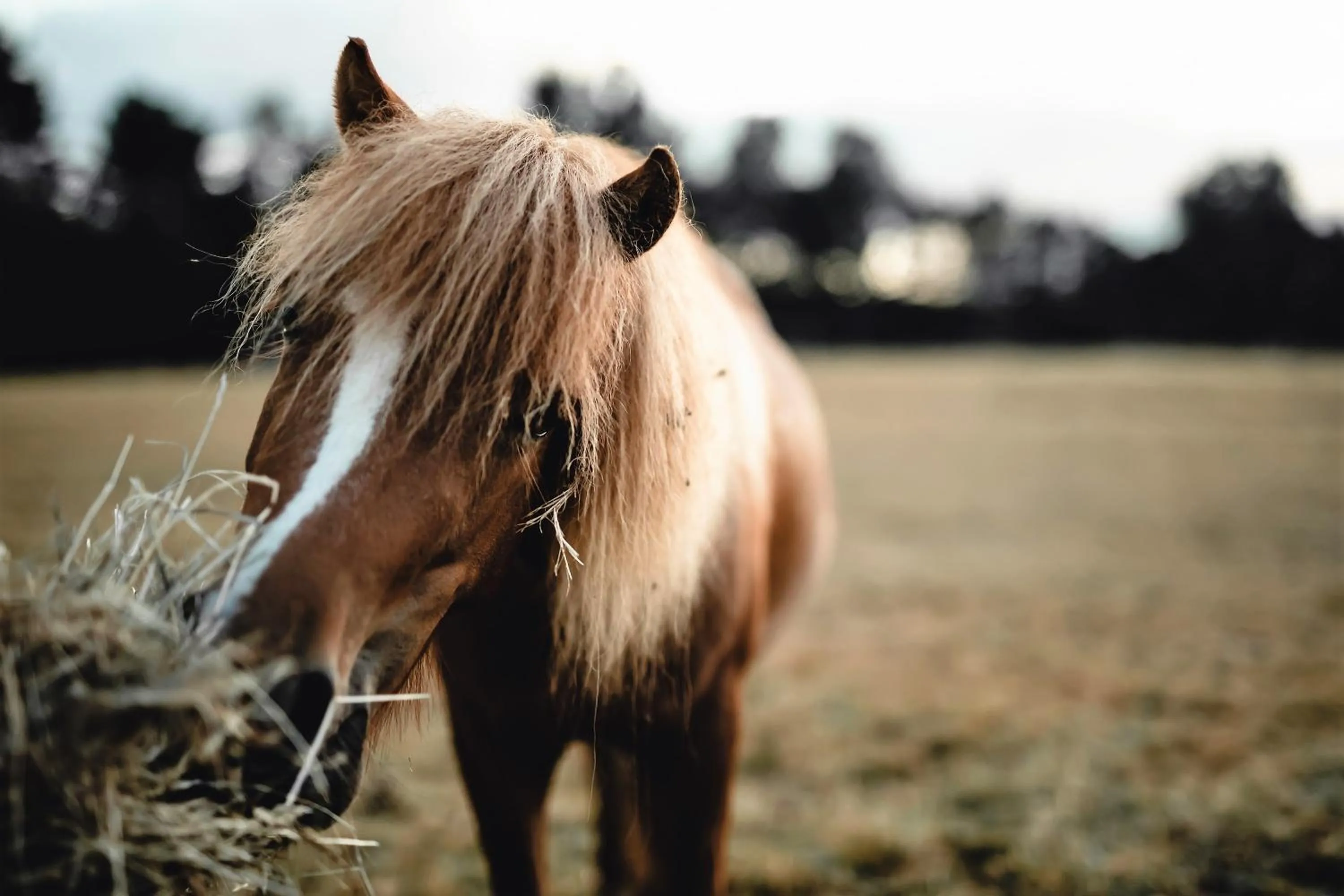 Horse-riding in Le Barn
