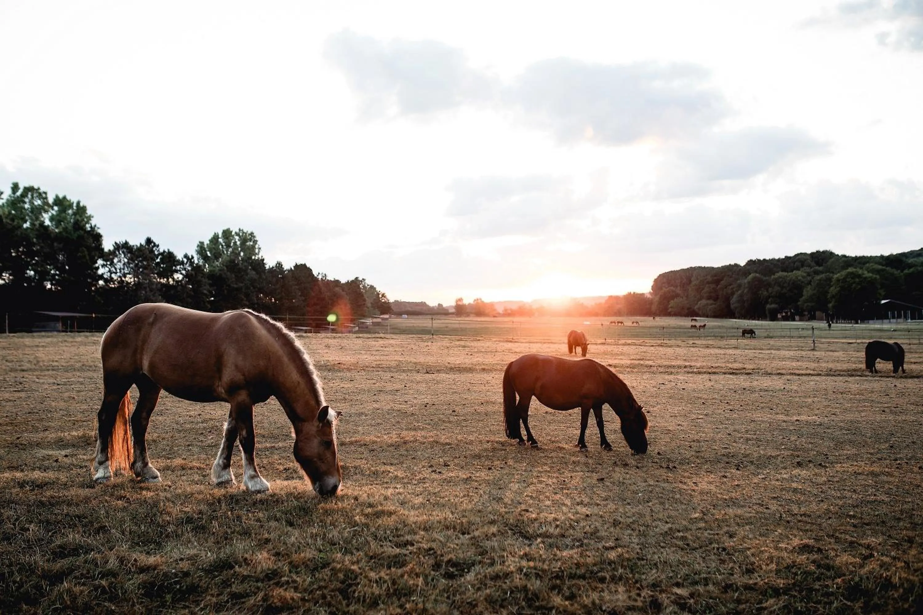Horse-riding in Le Barn