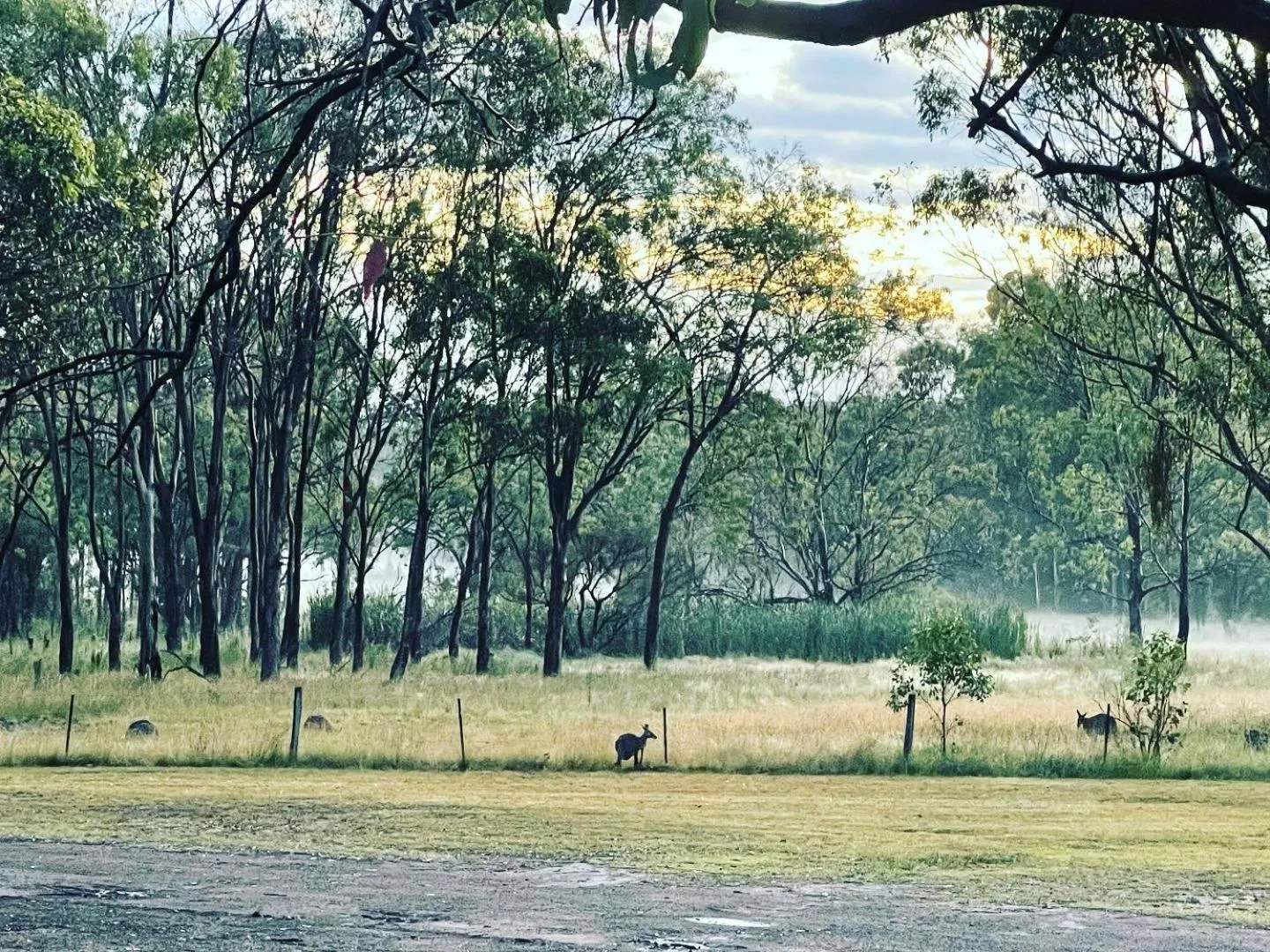 Natural landscape in Pokolbin Village Estate