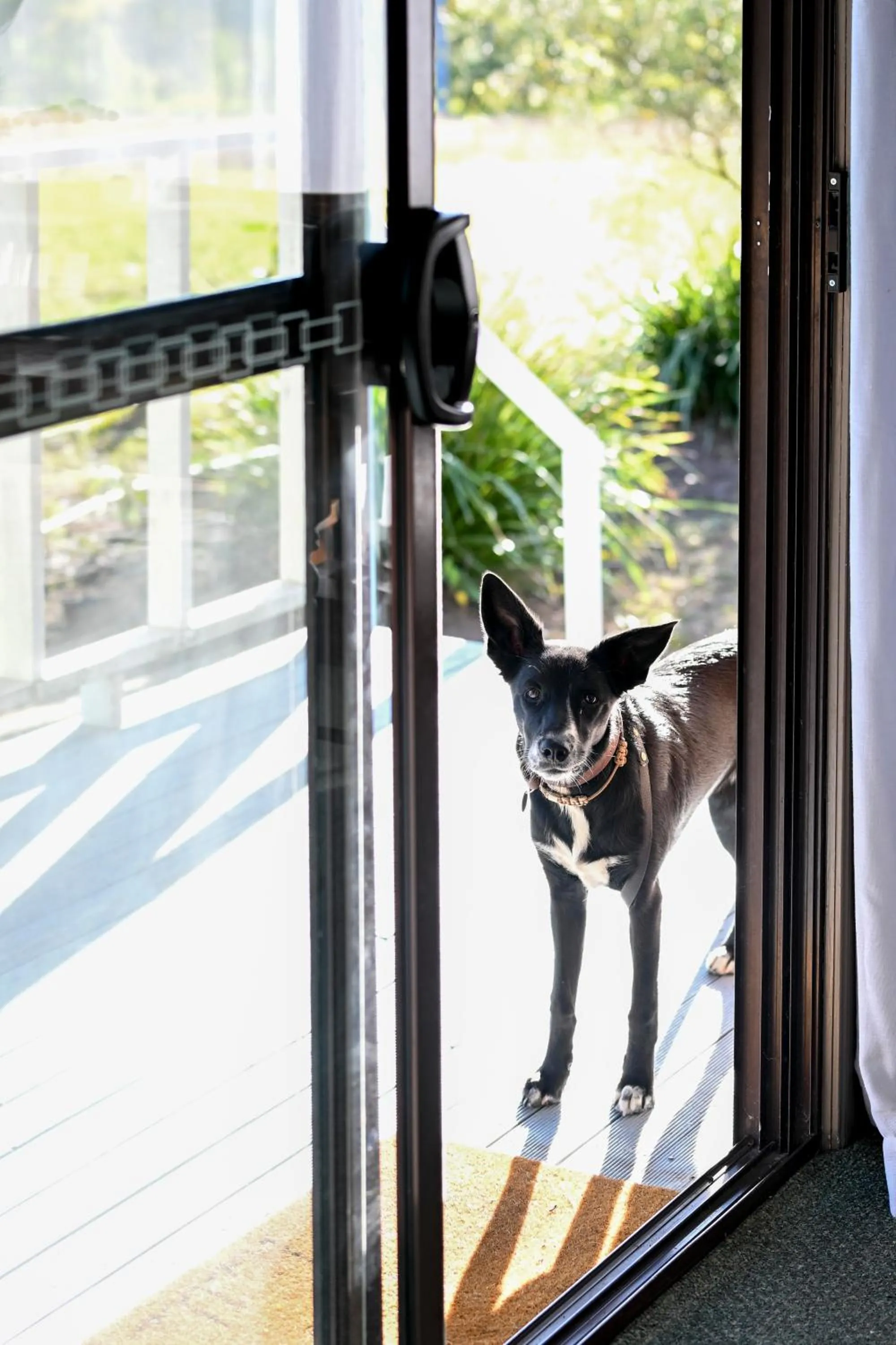 pet friendly in Cabins on Halls