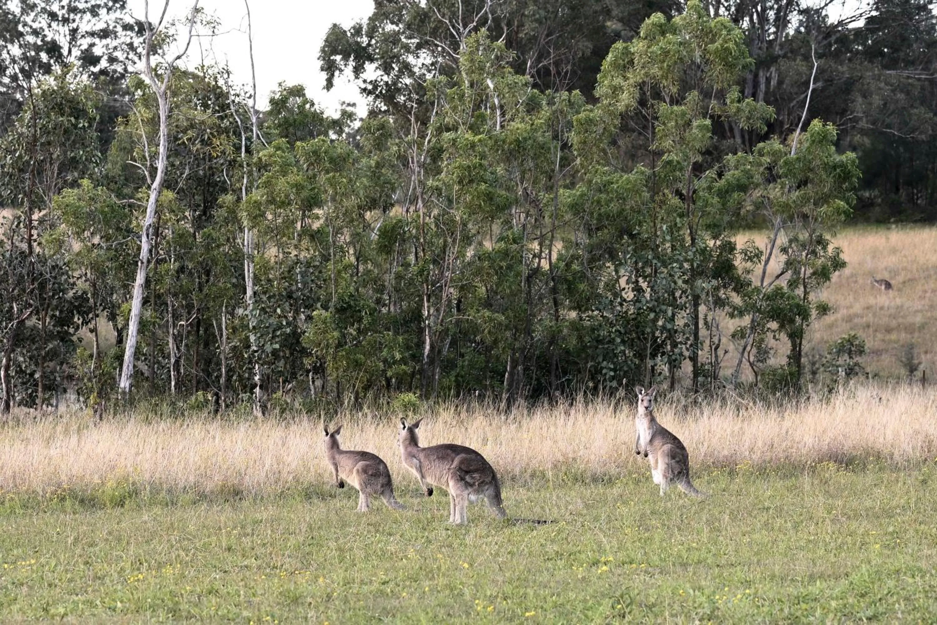 Animals in Cabins on Halls