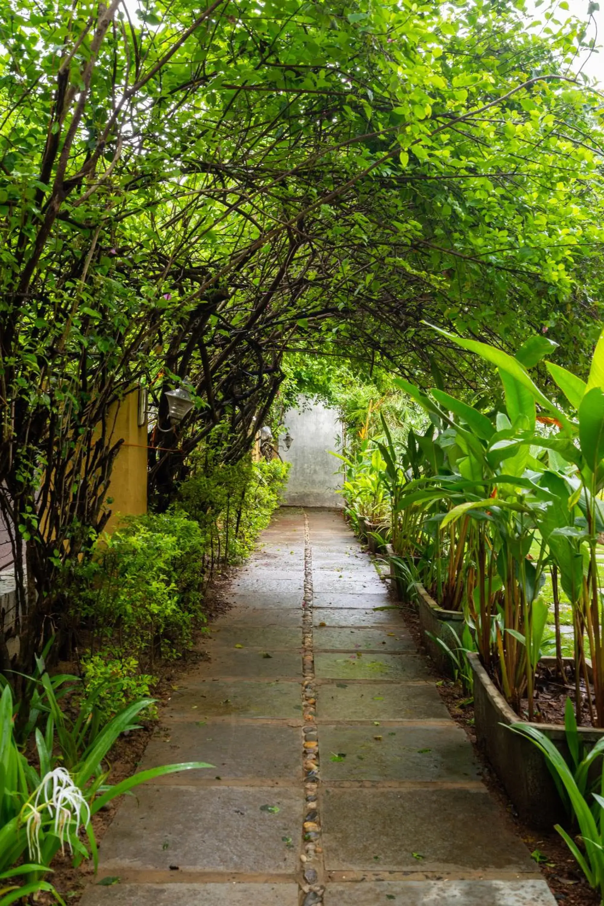 The Banyan Soul The Banyan Soul