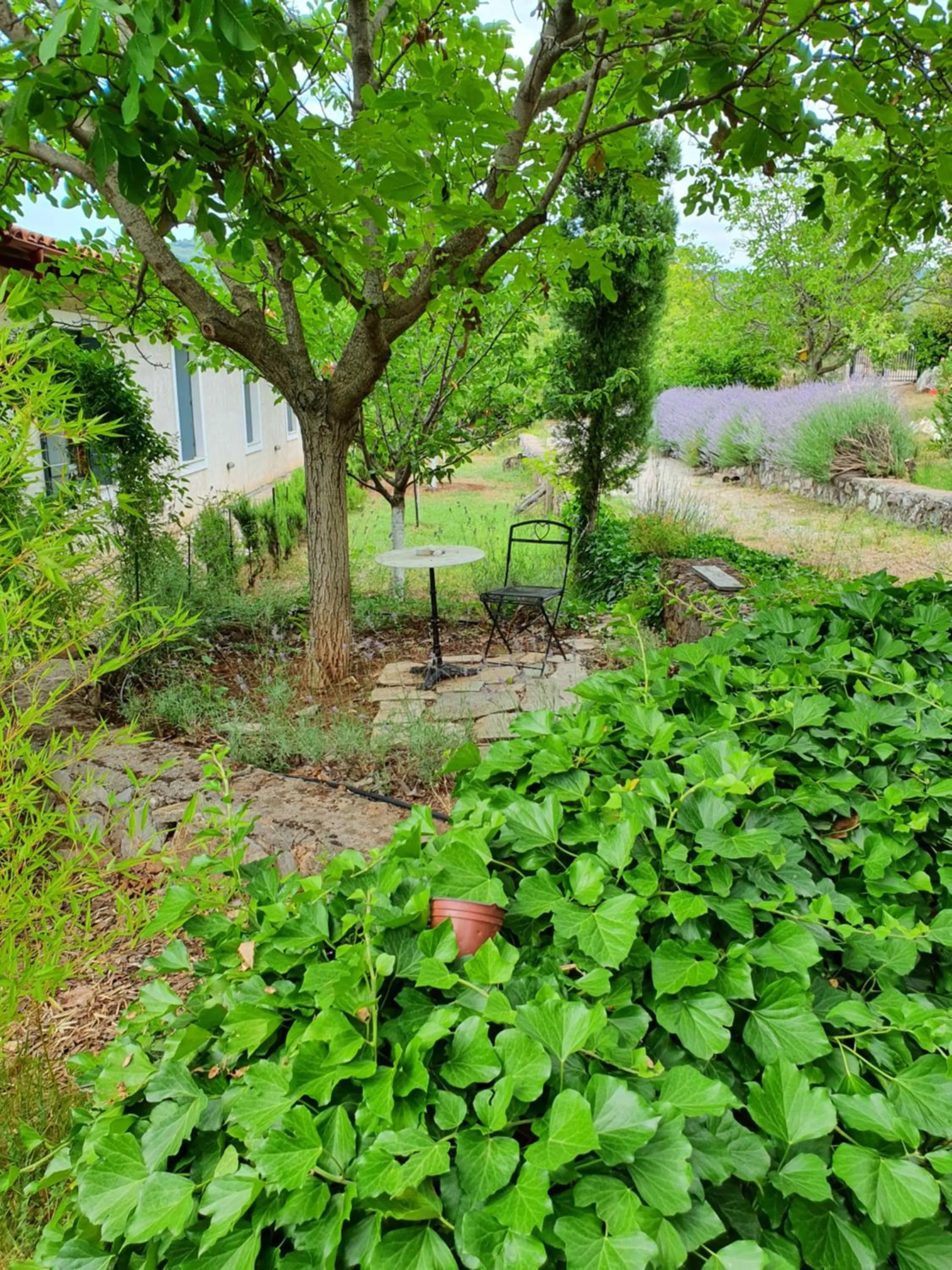 Natural landscape in Helicon Muses Friendly Mountain B&B Guesthouse