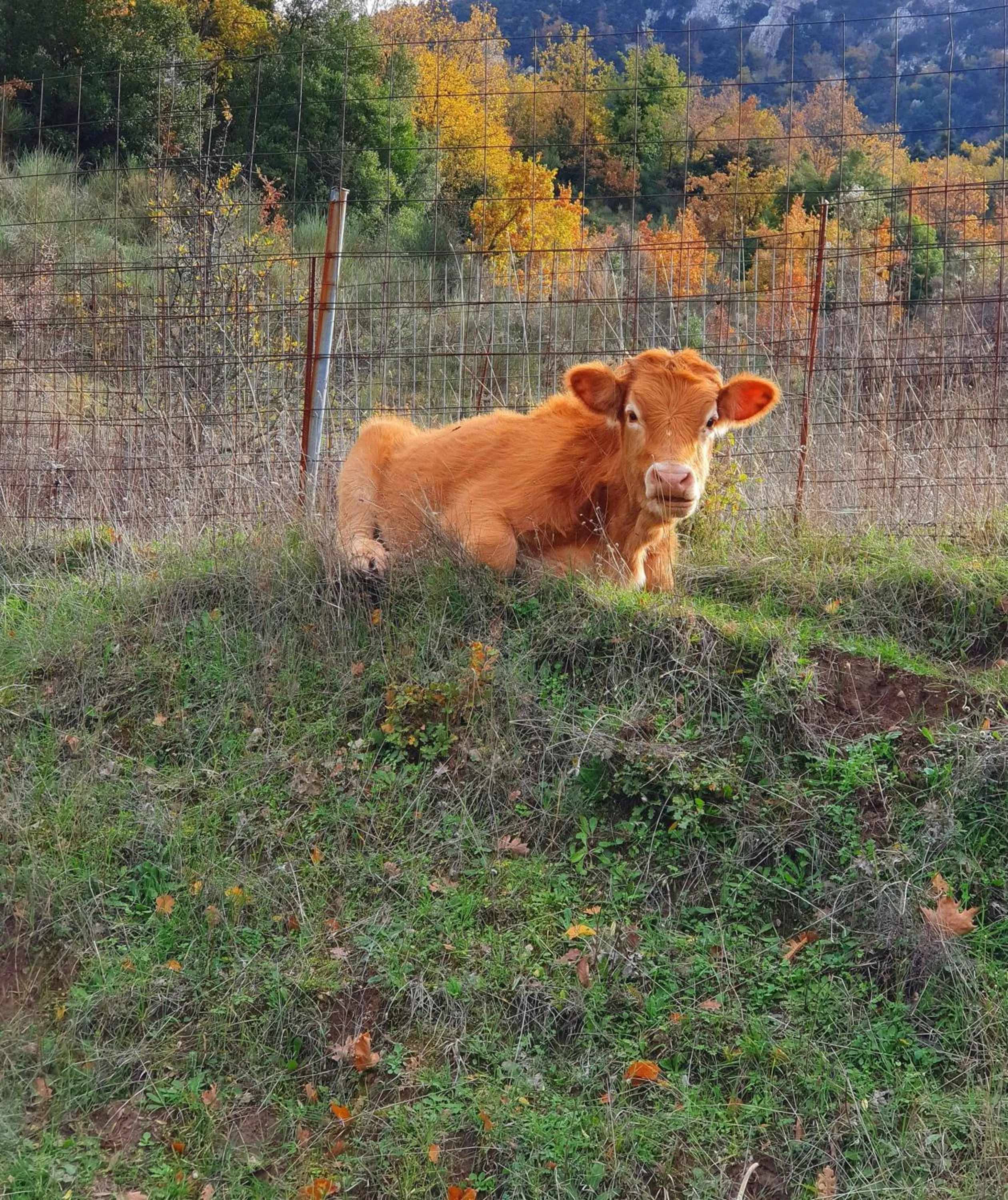 Day in Helicon Muses Friendly Mountain B&B Guesthouse