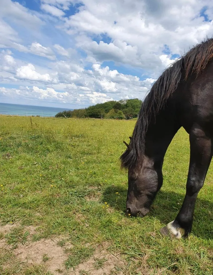 Animals in Hôtel De La Terrasse