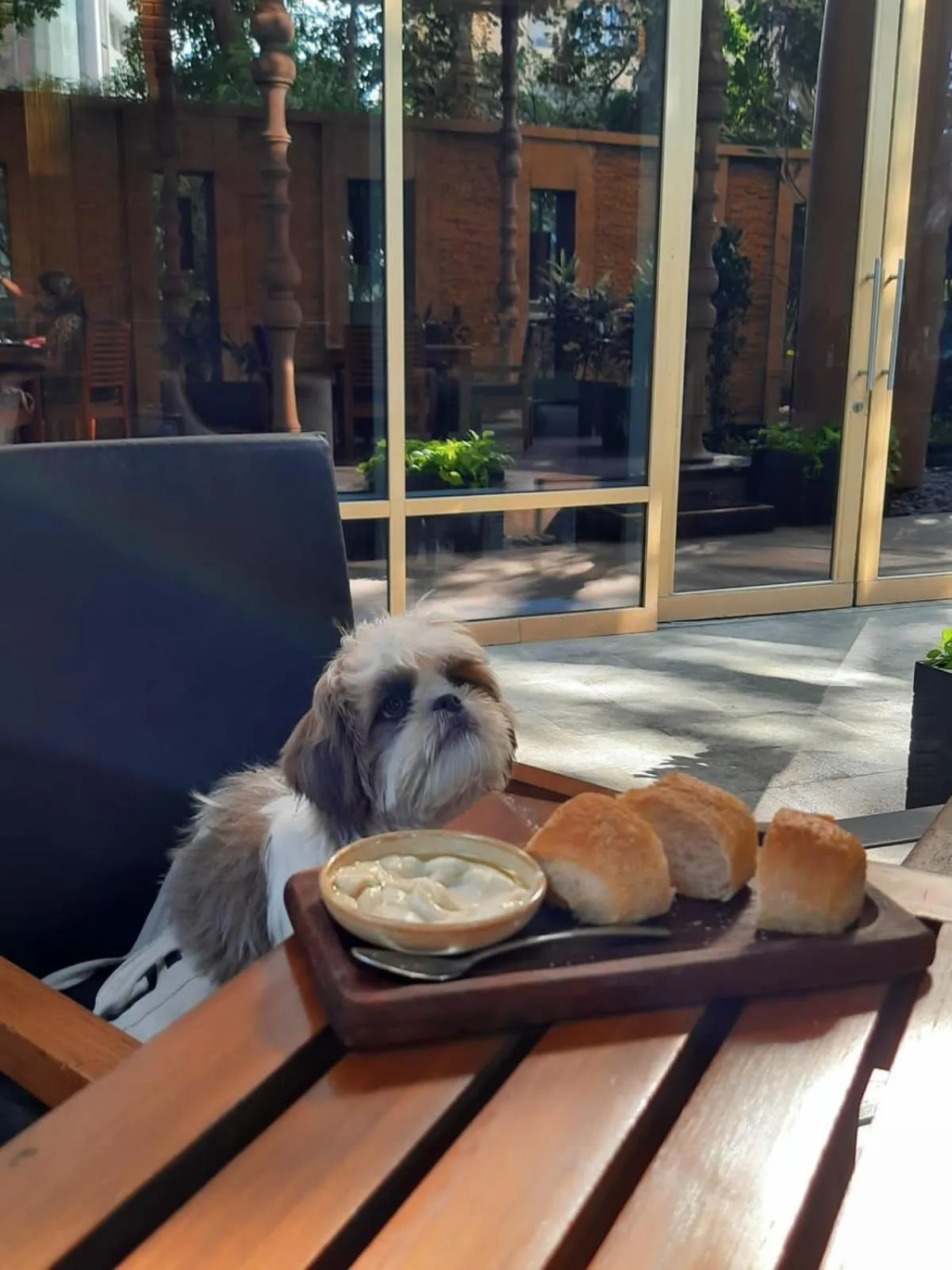 Pets in Hyatt Regency Pune Hotel & Residences