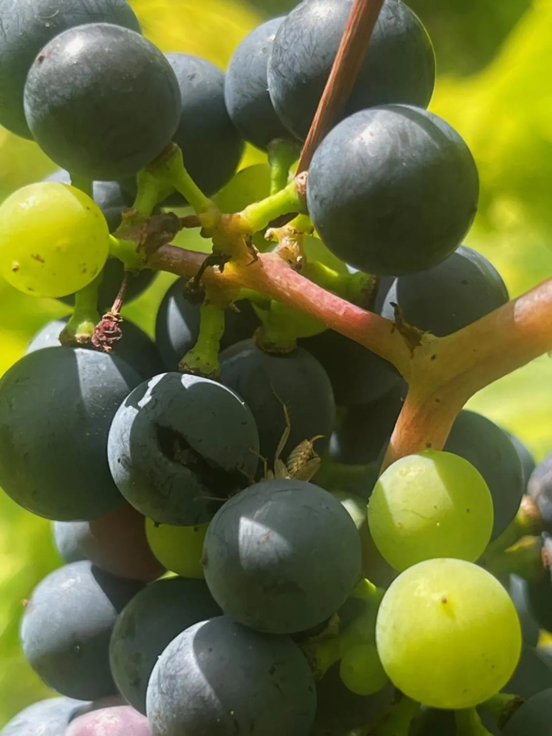 Garden in Art House Domaine de l'Ocrerie