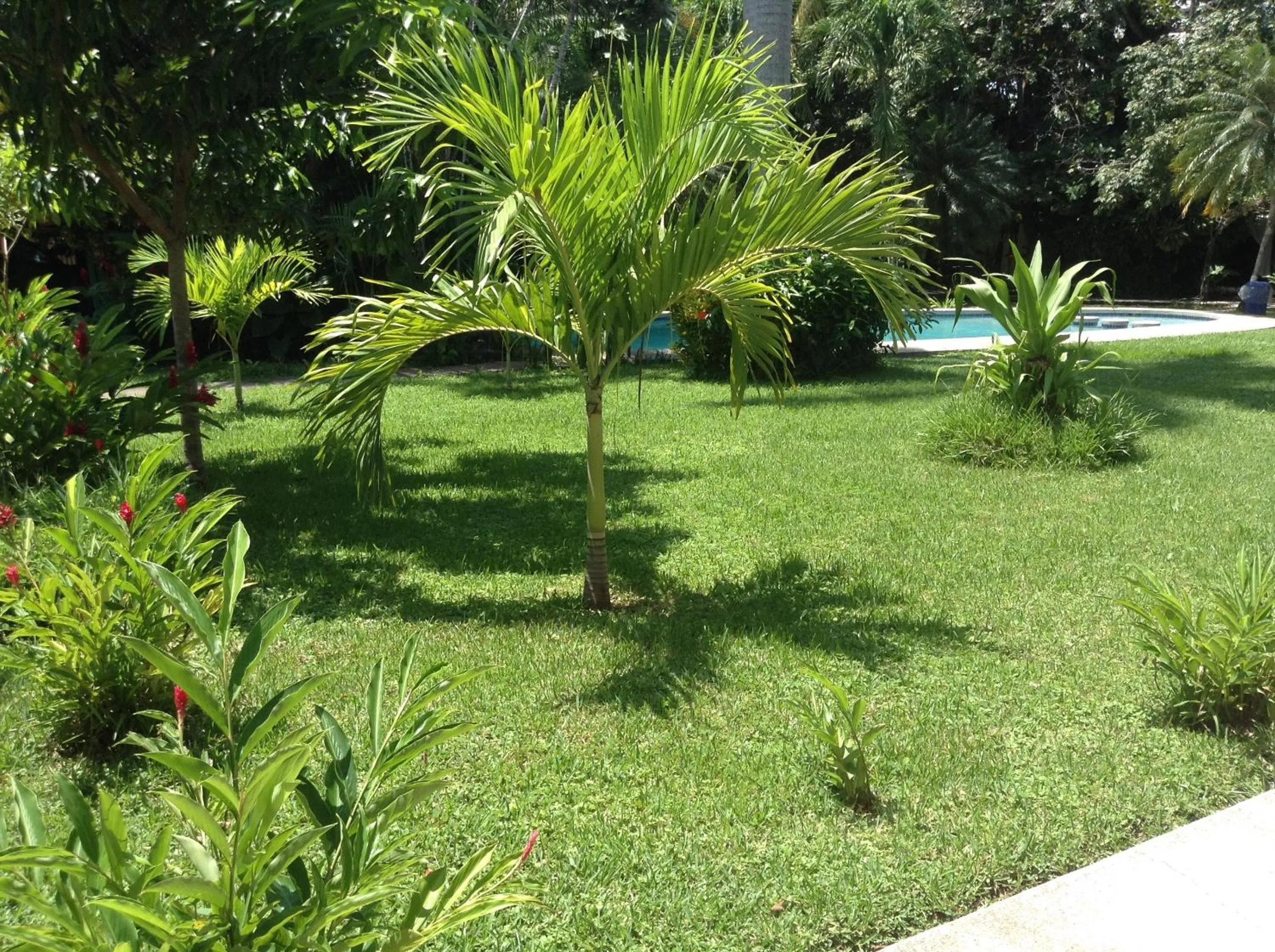 Garden in Samara Beach Hotel