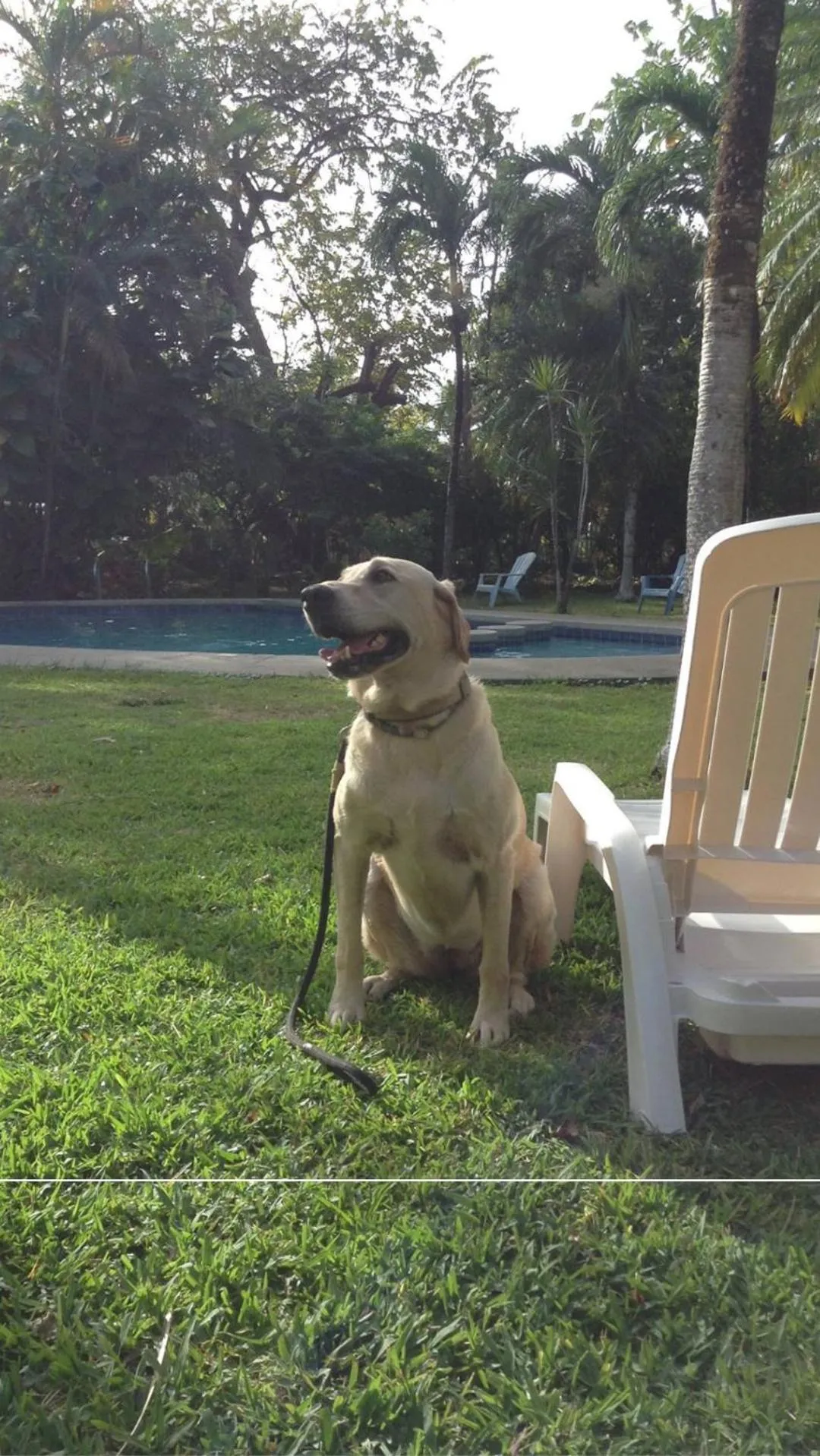 Pets in Samara Beach Hotel