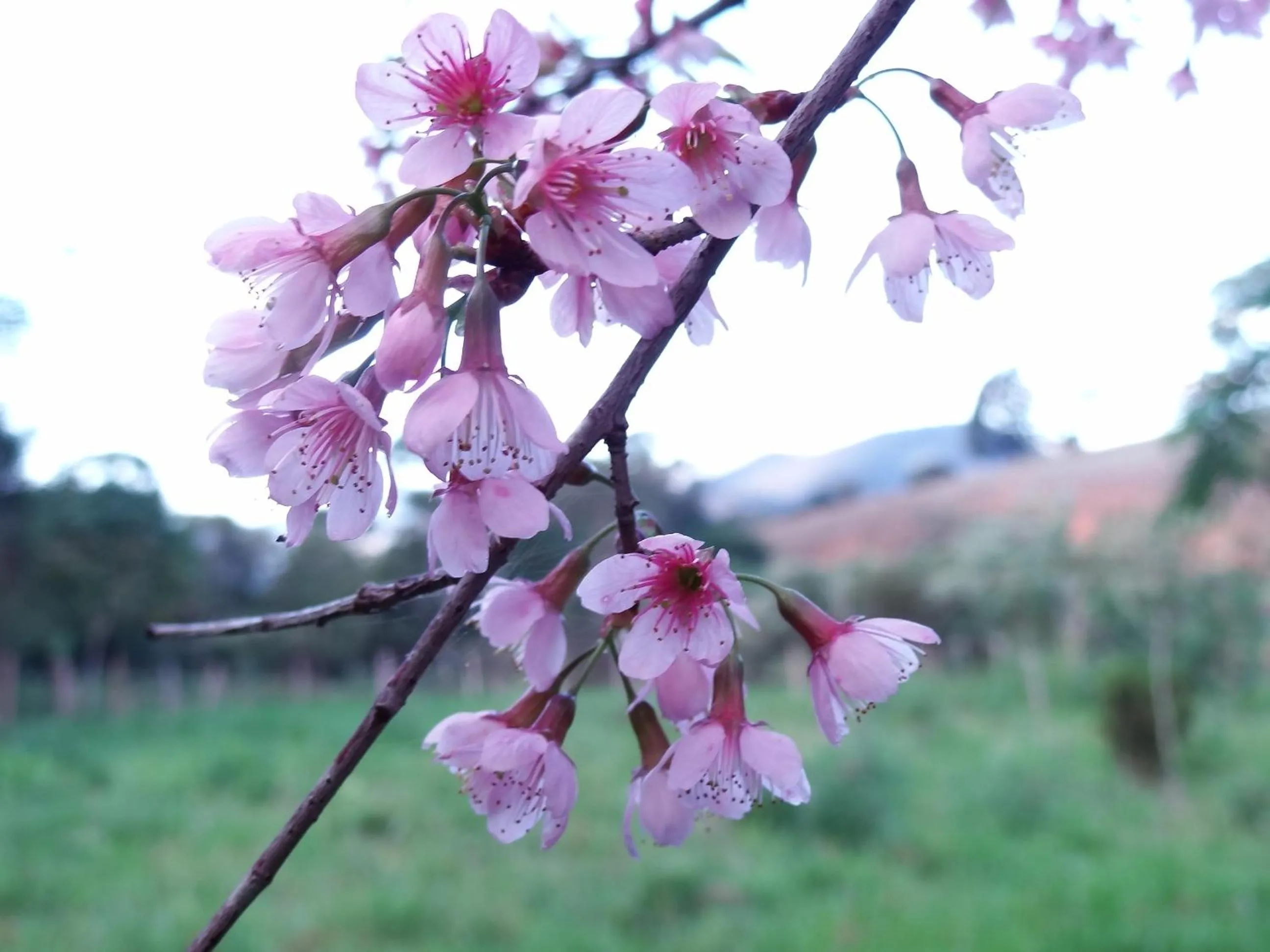 Spring in Pousada Canto da Lua