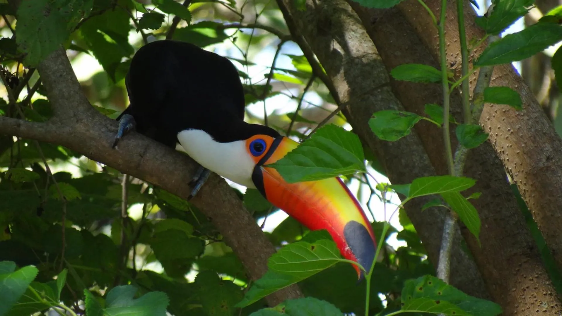 Animals in Pousada Canto da Lua