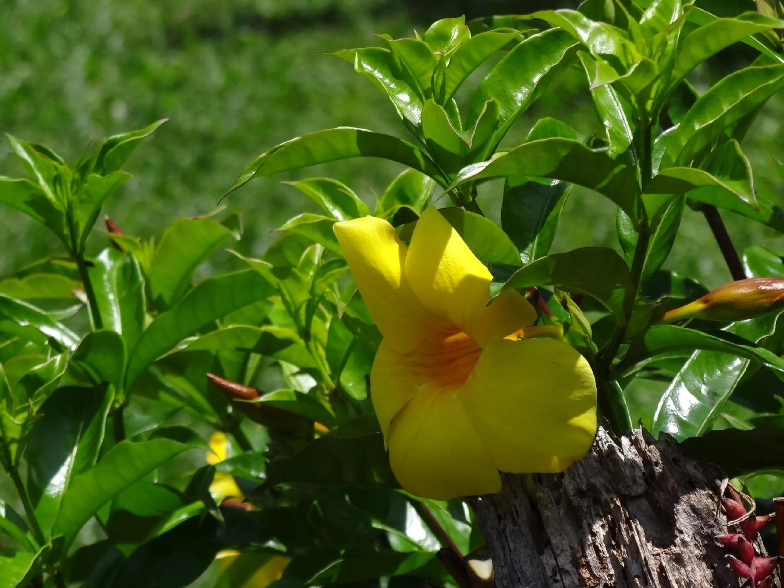 Garden view in Pousada Canto da Lua