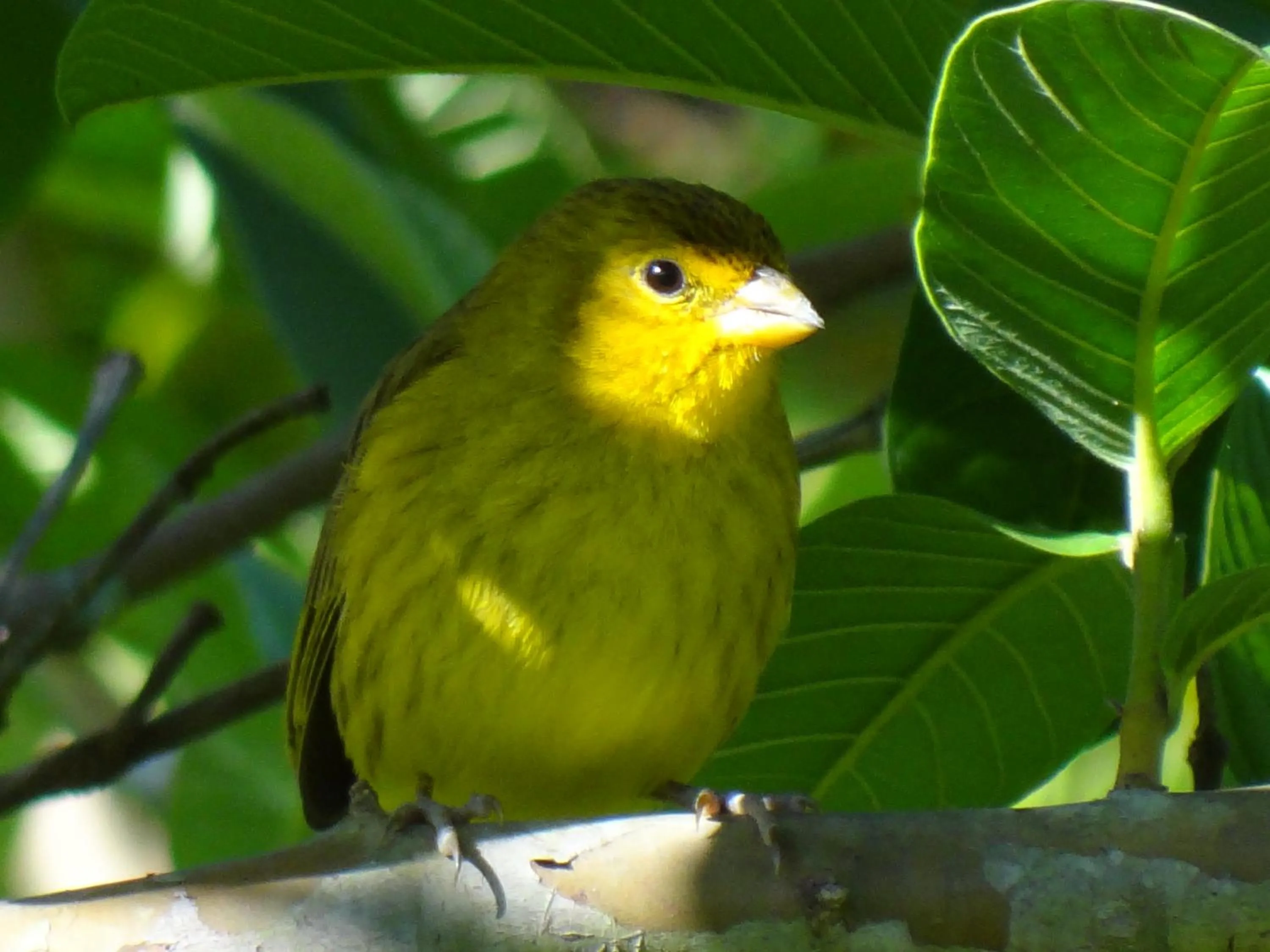 Animals in Pousada Canto da Lua