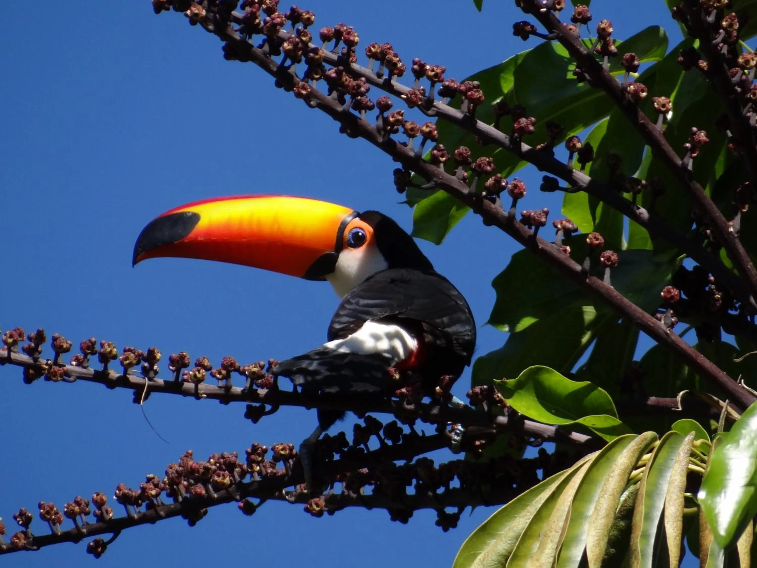 Animals in Pousada Canto da Lua
