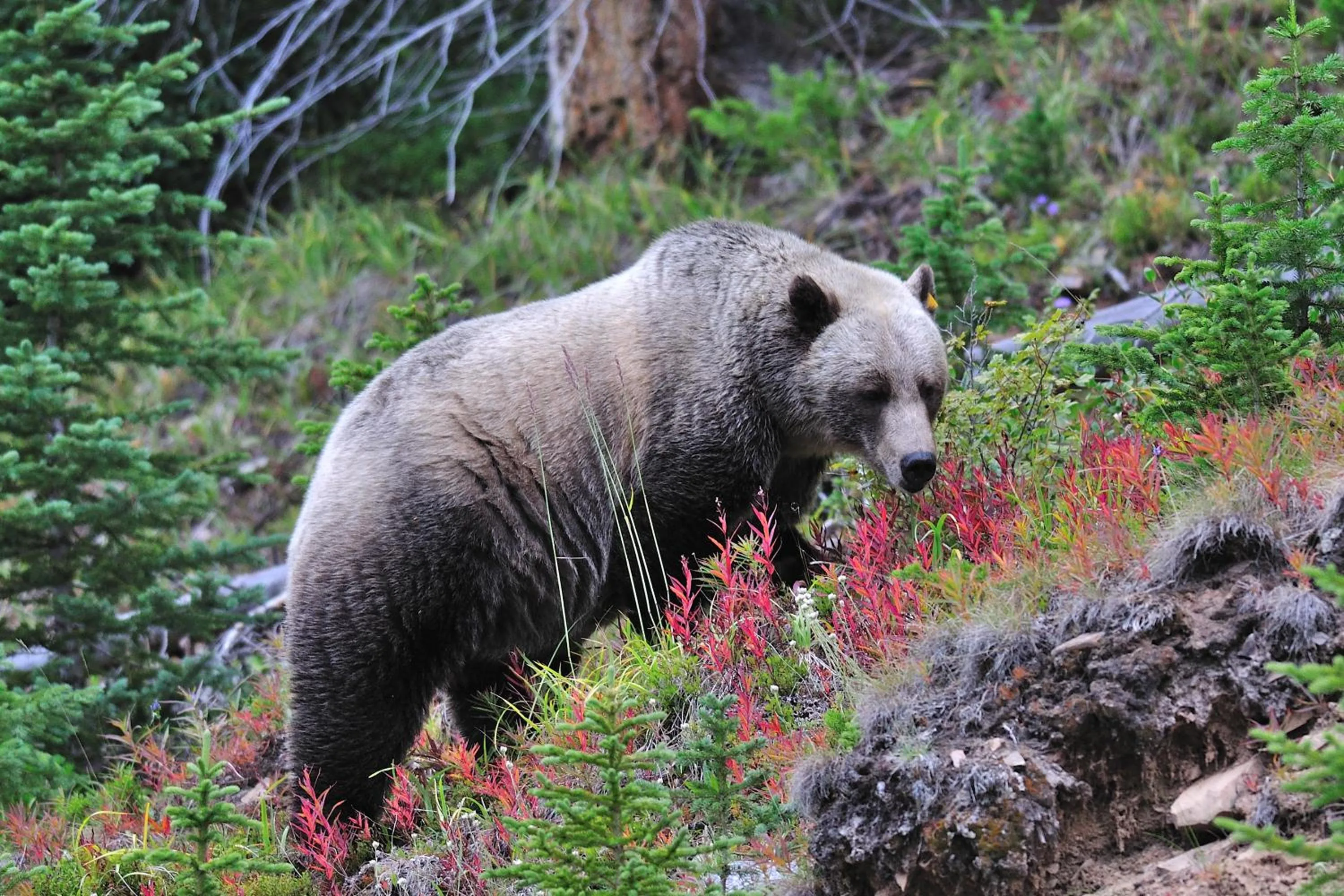 Activities in A Bear and Bison Country Inn
