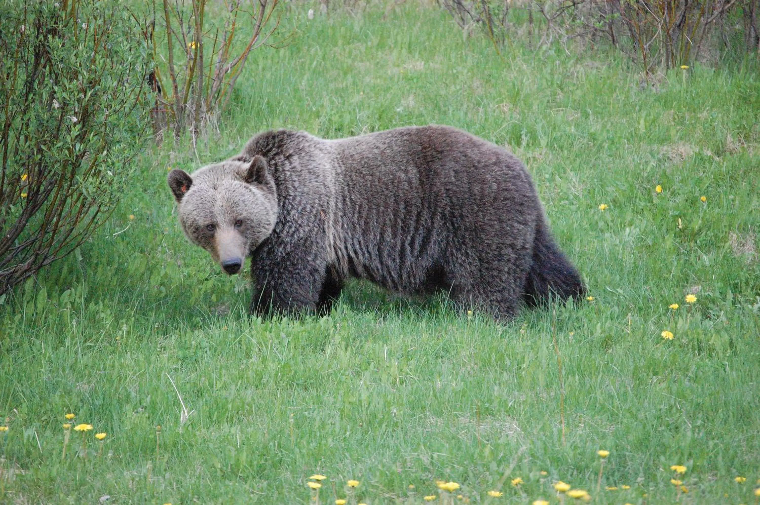 Activities in A Bear and Bison Country Inn