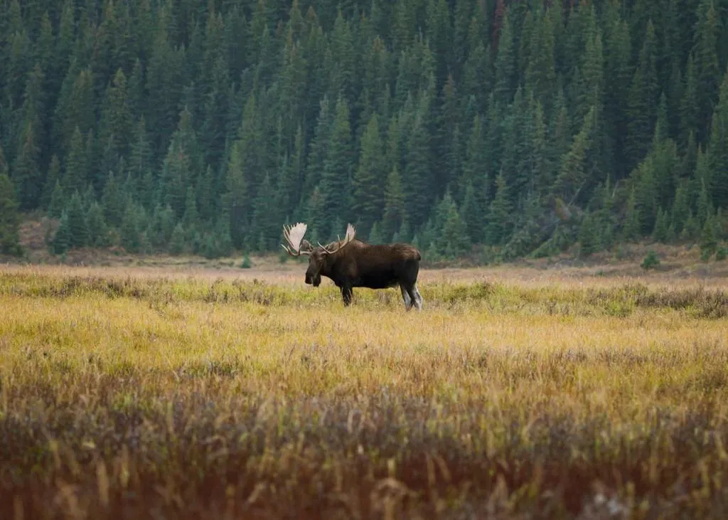 Activities in A Bear and Bison Country Inn