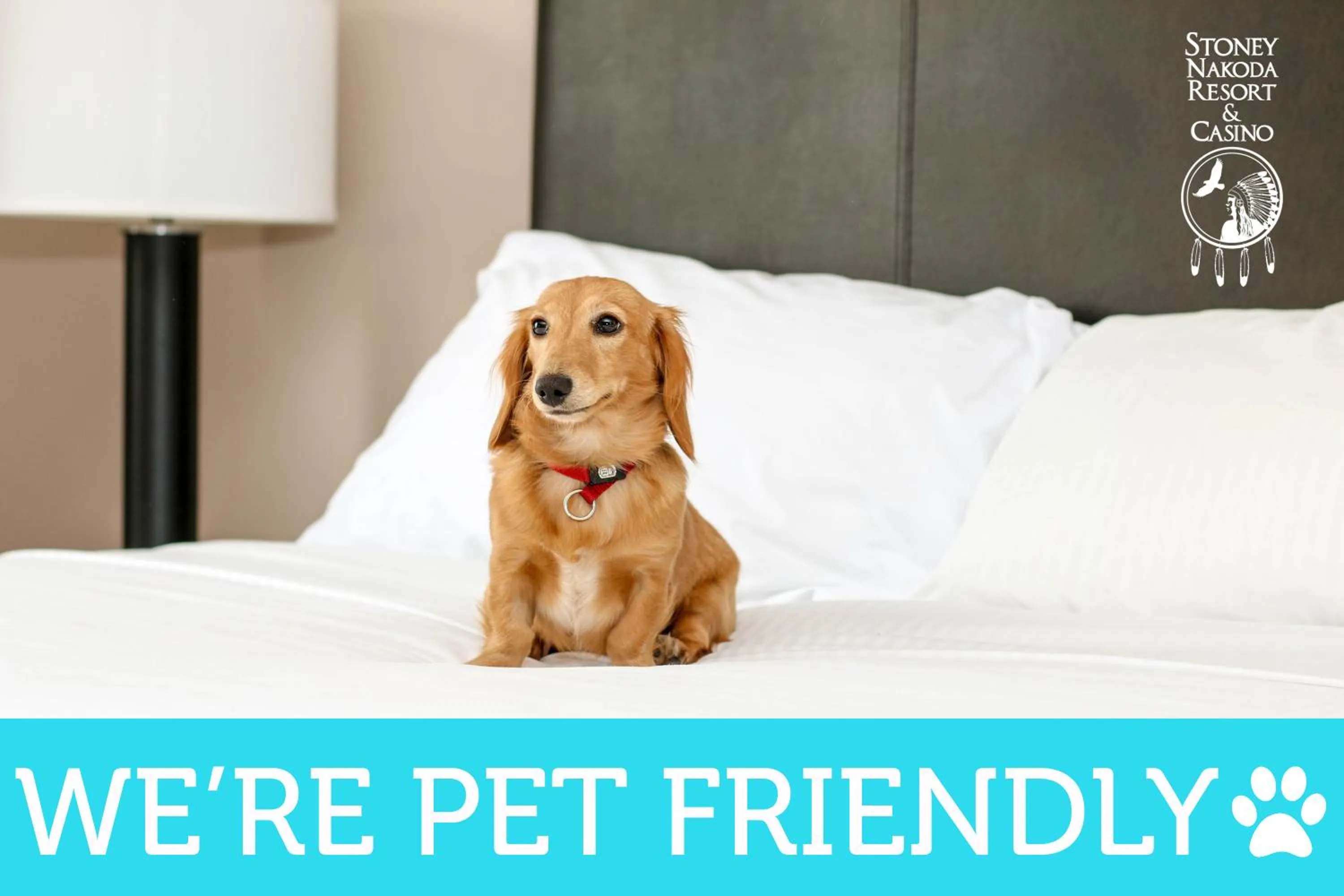 Pets in Stoney Nakoda Resort & Casino