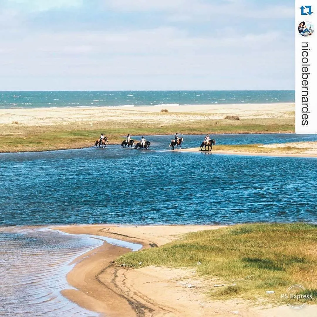 Animals in La Viuda de José Ignacio