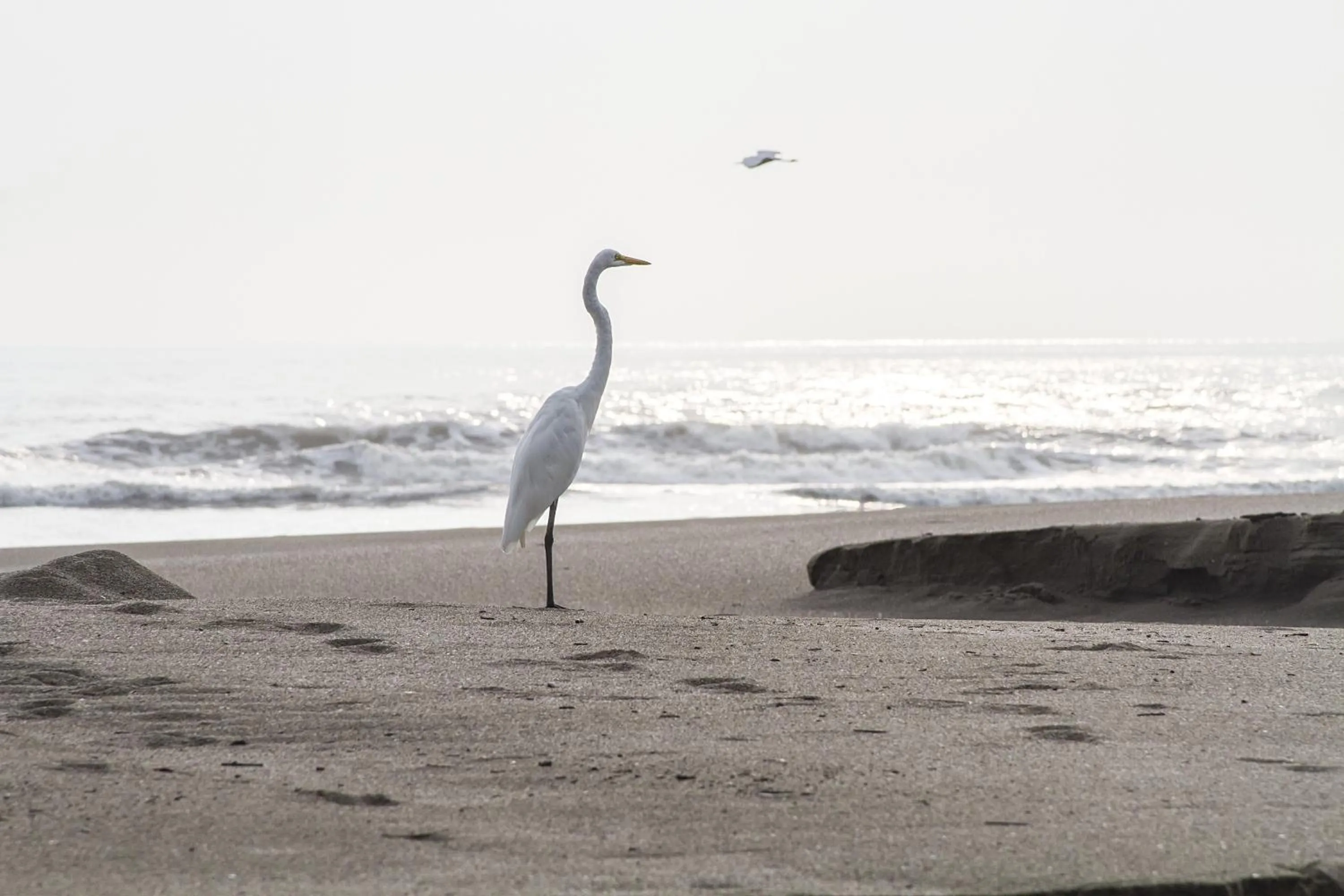 Beach in Barceló Montelimar All Inclusive