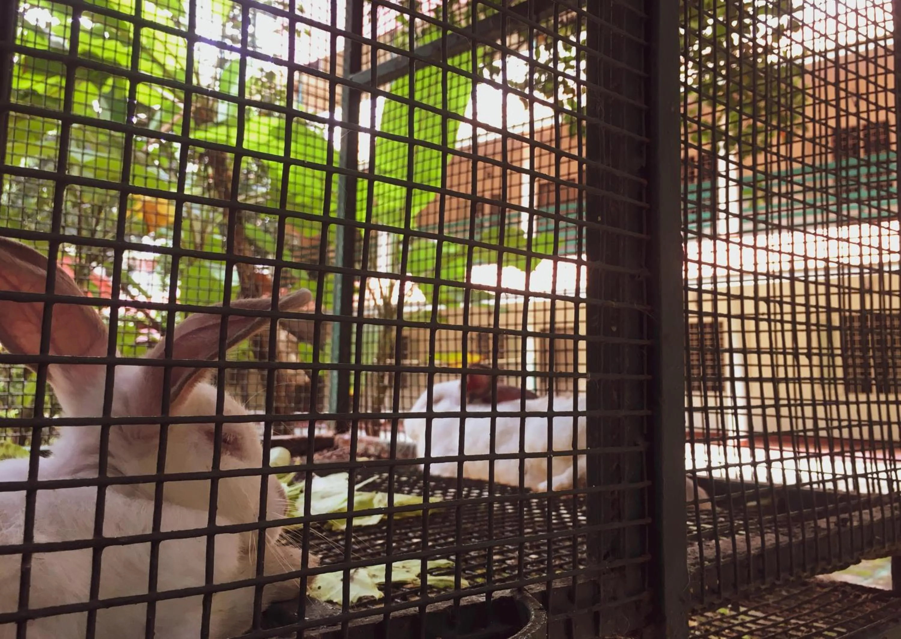 Palm Grove Service Villa