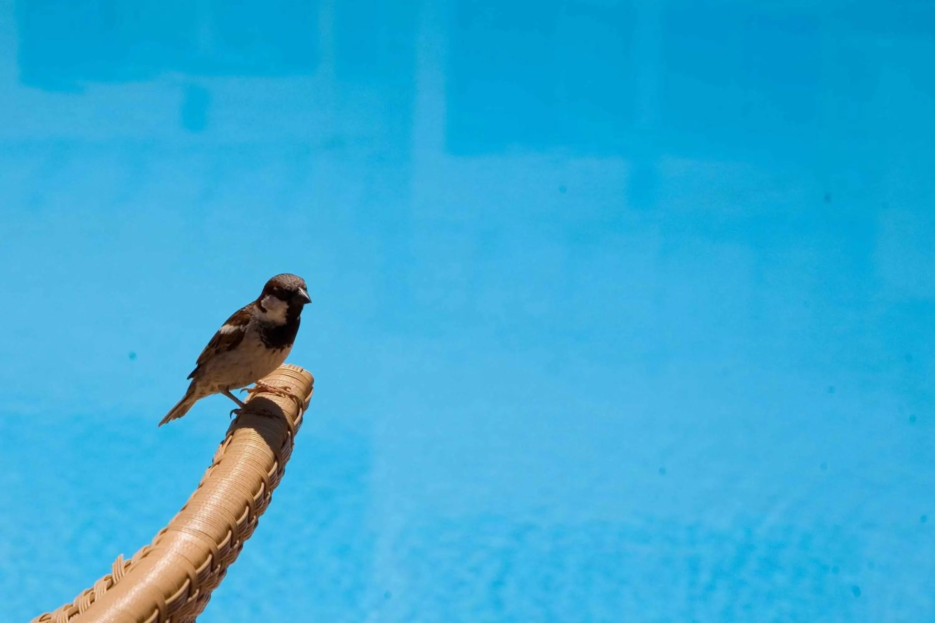 Pool view in Oasis Beach Hotel
