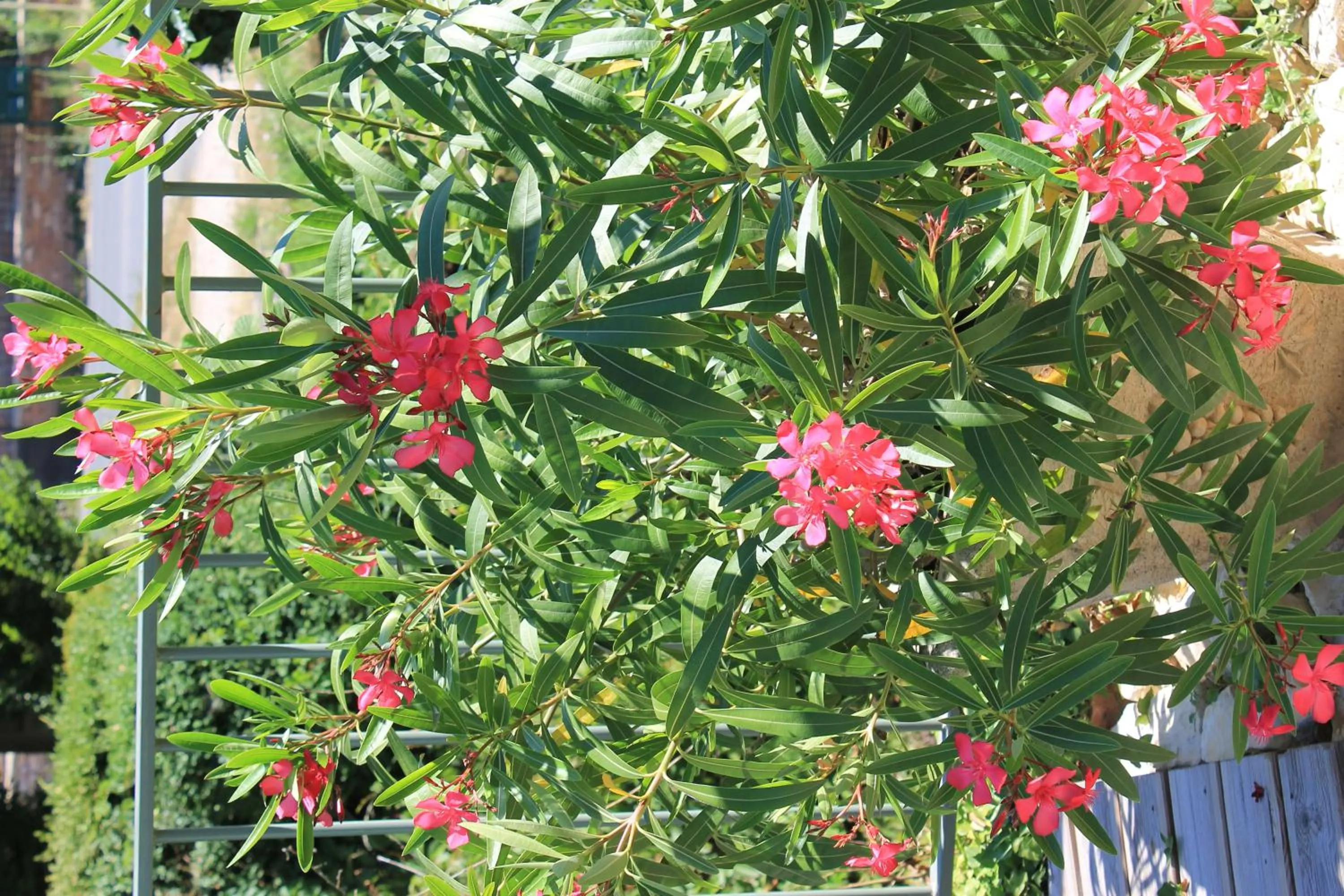 Swimming pool in Hôtel Restaurant Le Moulin de Saint Verand
